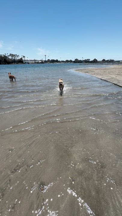 Enlarge Walter, an adopted mixed breed in San Diego, CA video 5/6