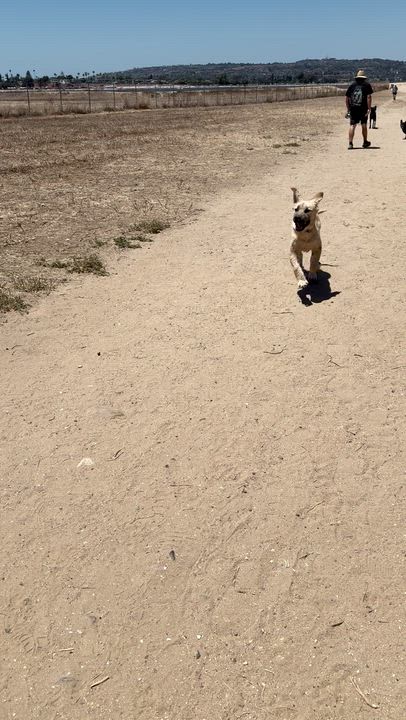 Enlarge Walter, an adopted mixed breed in San Diego, CA video 2/6