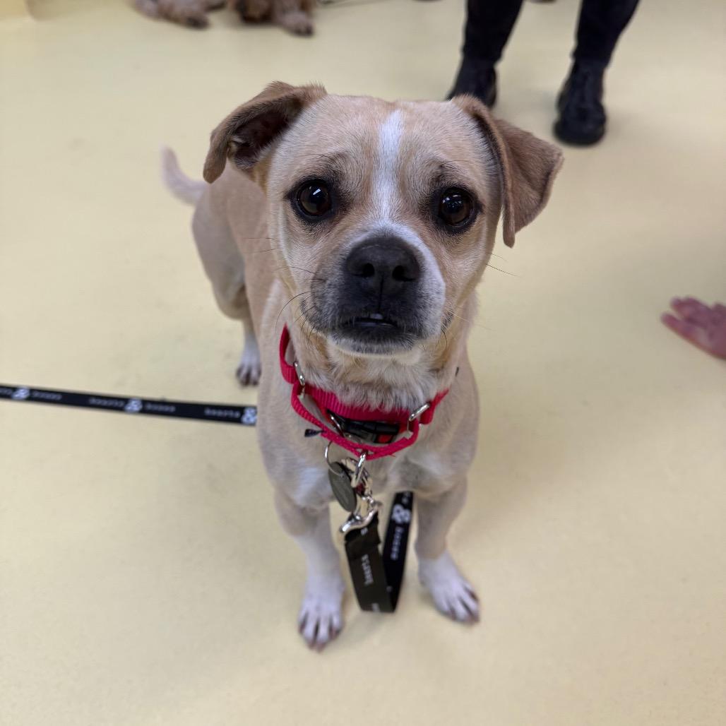 Andrew Curwen, Adoptable, Adult Male Chihuahua.