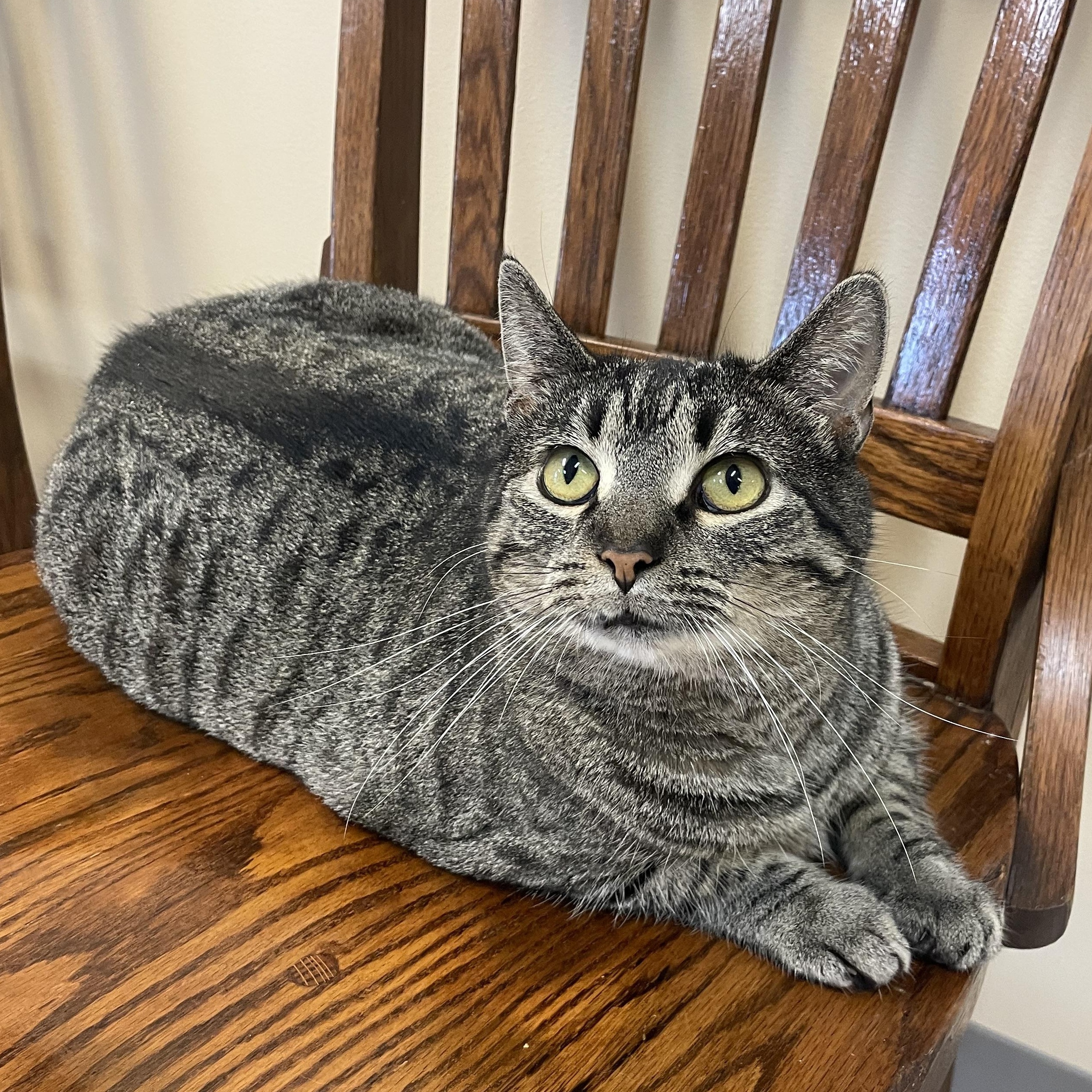 Enlarge Marietta, a Adoptable Domestic Short Hair in Madison, WI image 2/6