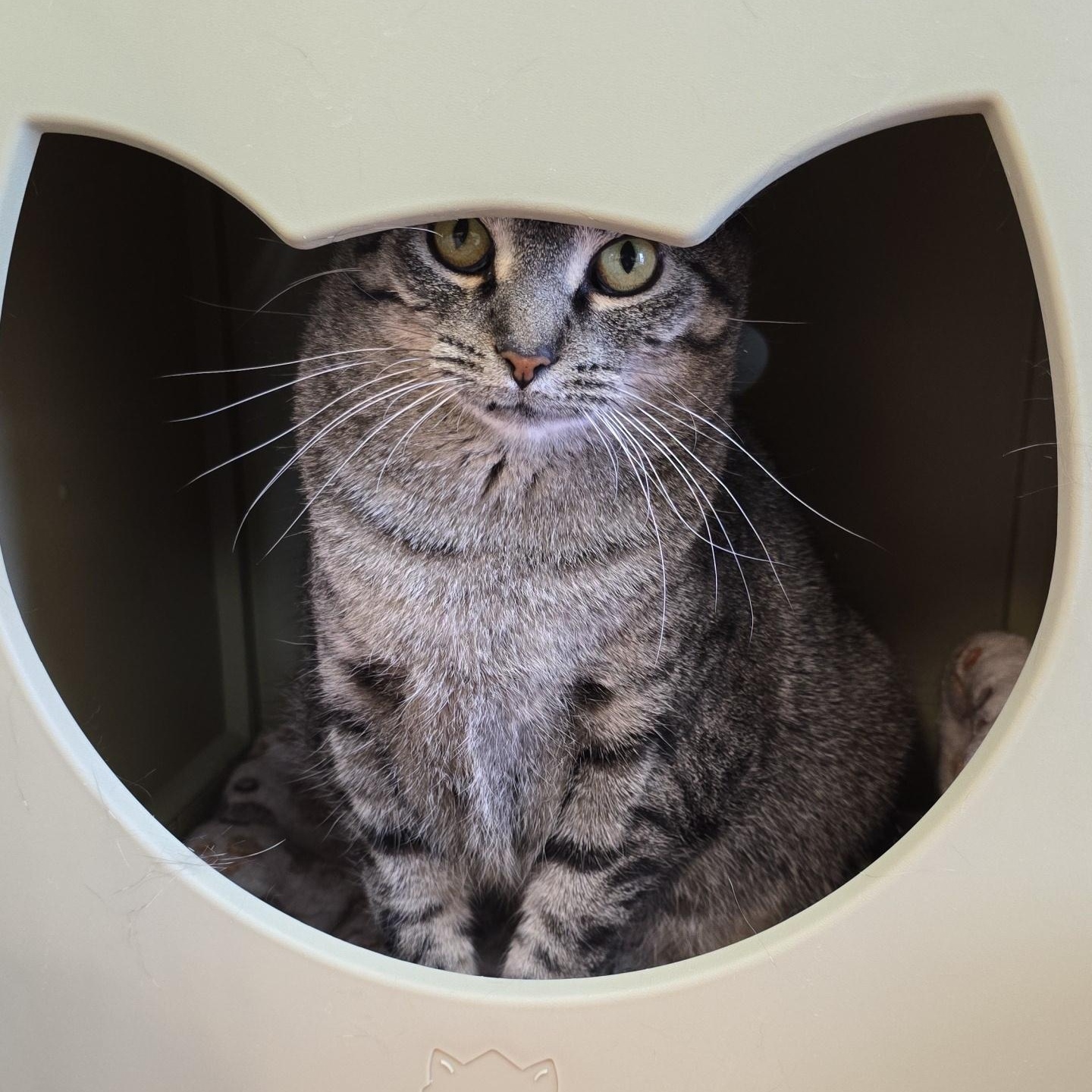 Enlarge Marietta, a Adoptable Domestic Short Hair in Madison, WI image 4/6