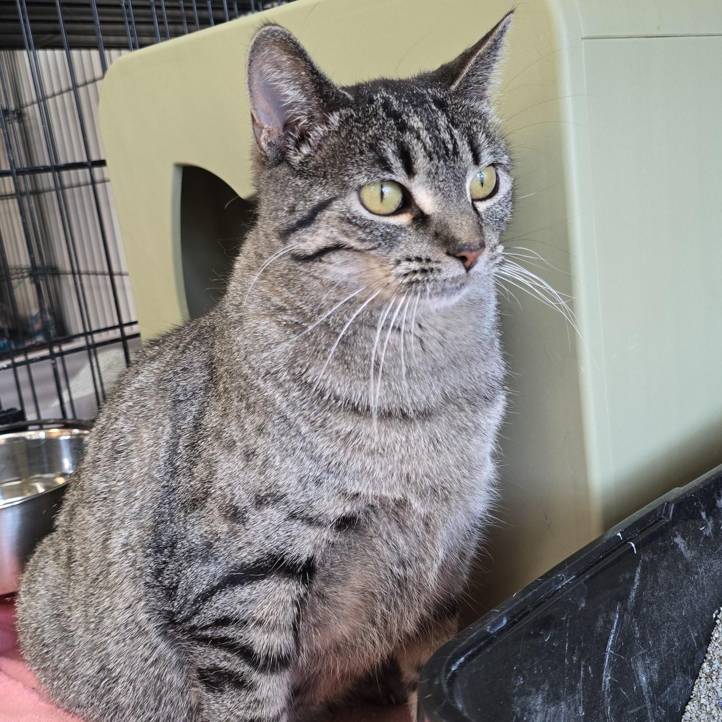 Enlarge Marietta, a Adoptable Domestic Short Hair in Madison, WI image 6/6