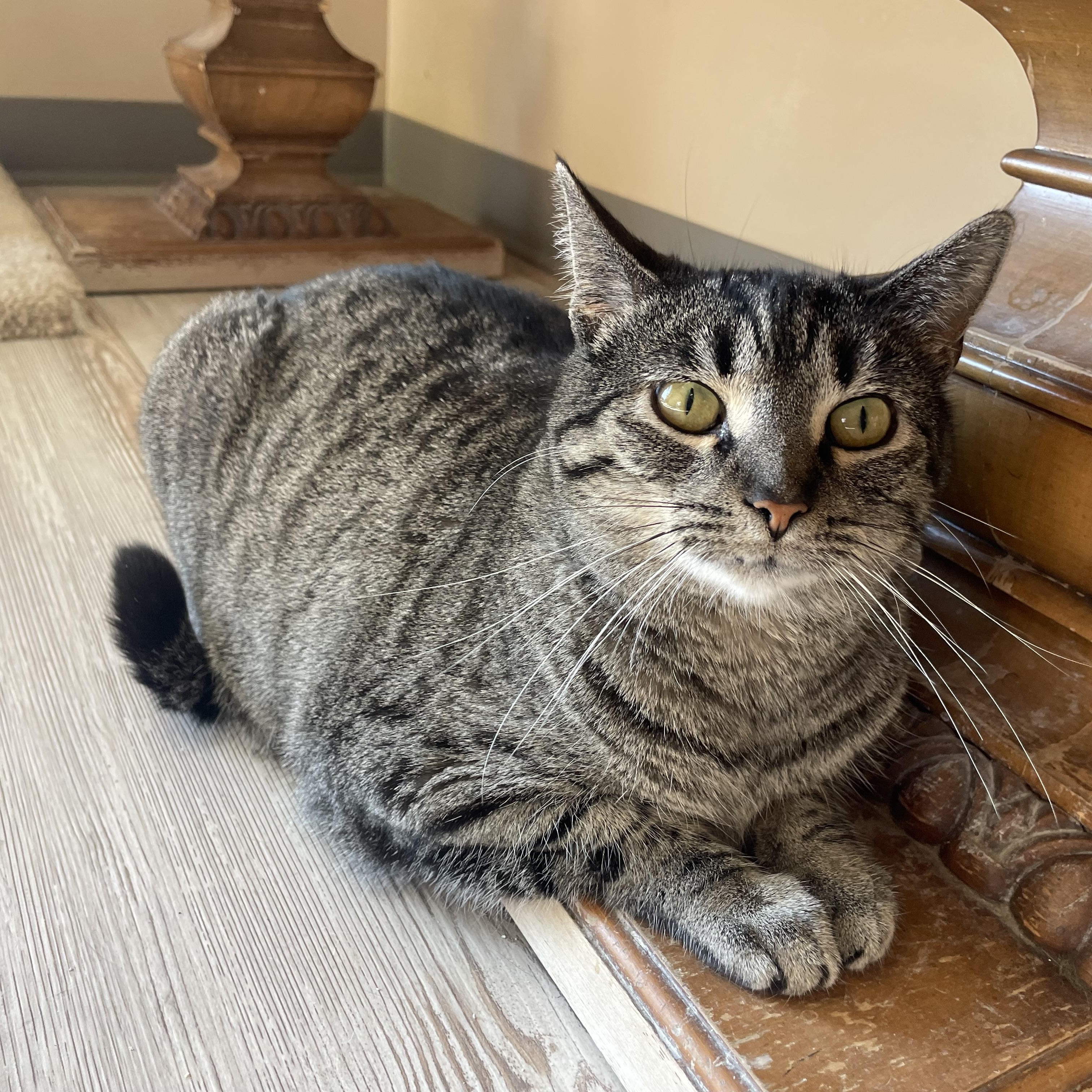 Marietta, Adoptable, Adult Female Domestic Short Hair.