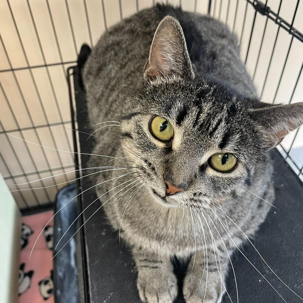 Enlarge Marietta, a Adoptable Domestic Short Hair in Madison, WI image 3/6