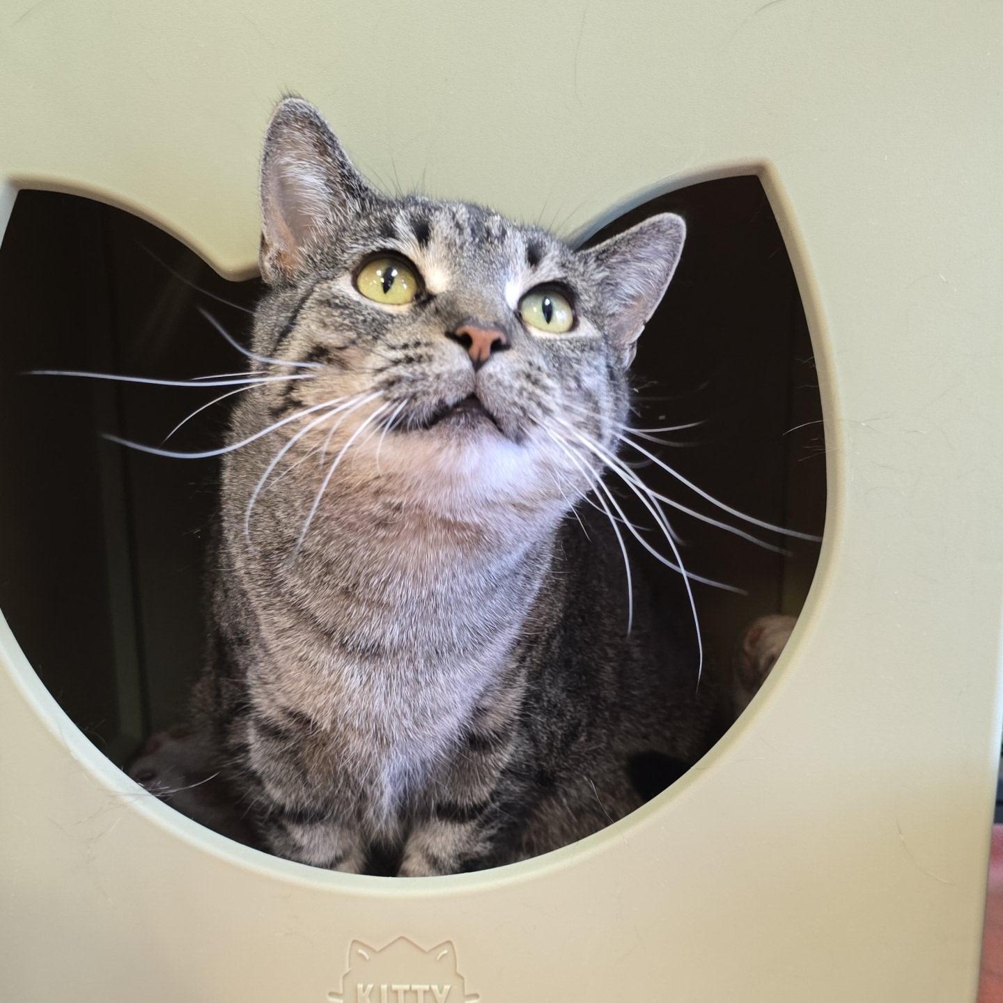 Enlarge Marietta, a Adoptable Domestic Short Hair in Madison, WI image 5/6