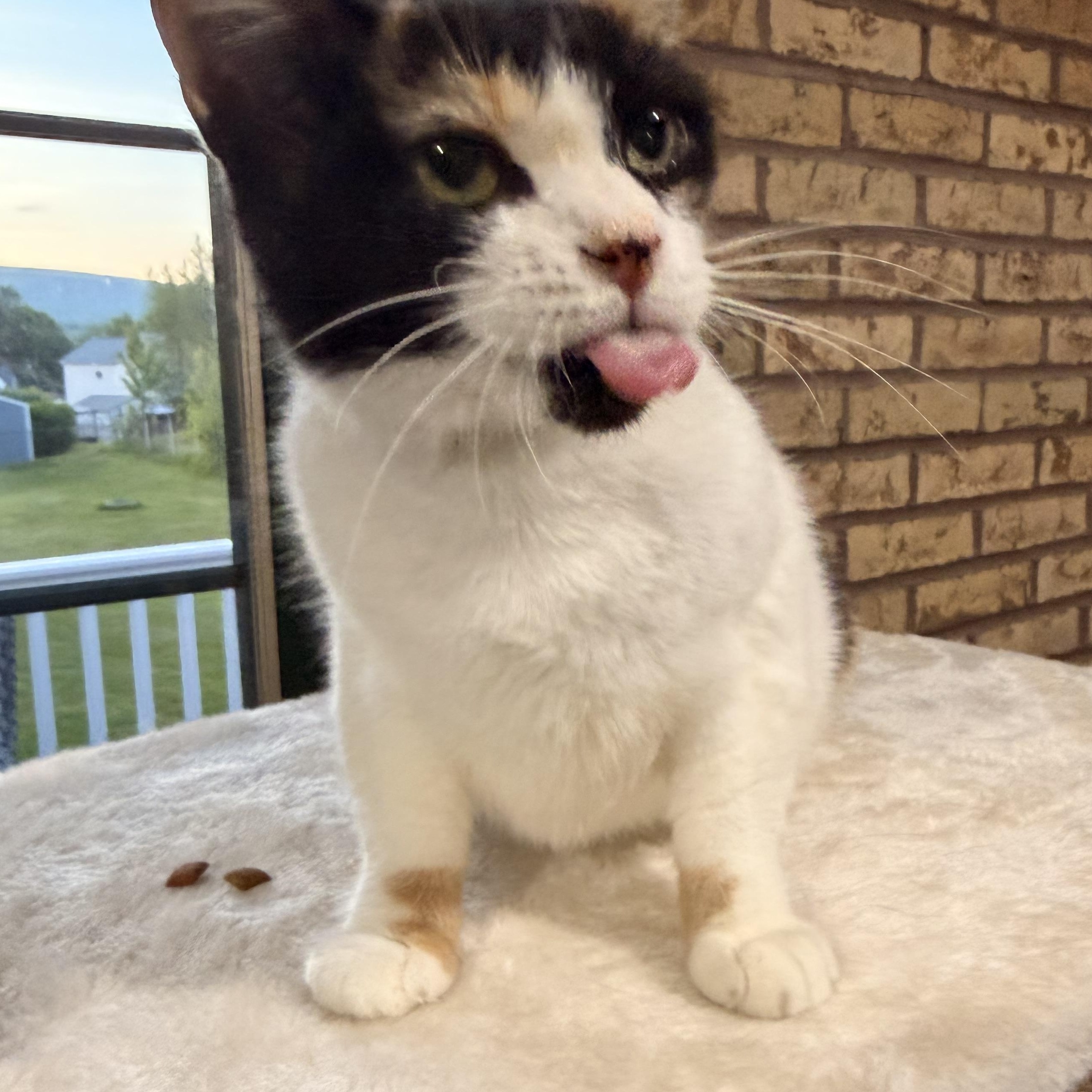 Bruschetta, a Adoptable Calico in Scranton, PA image 6/6