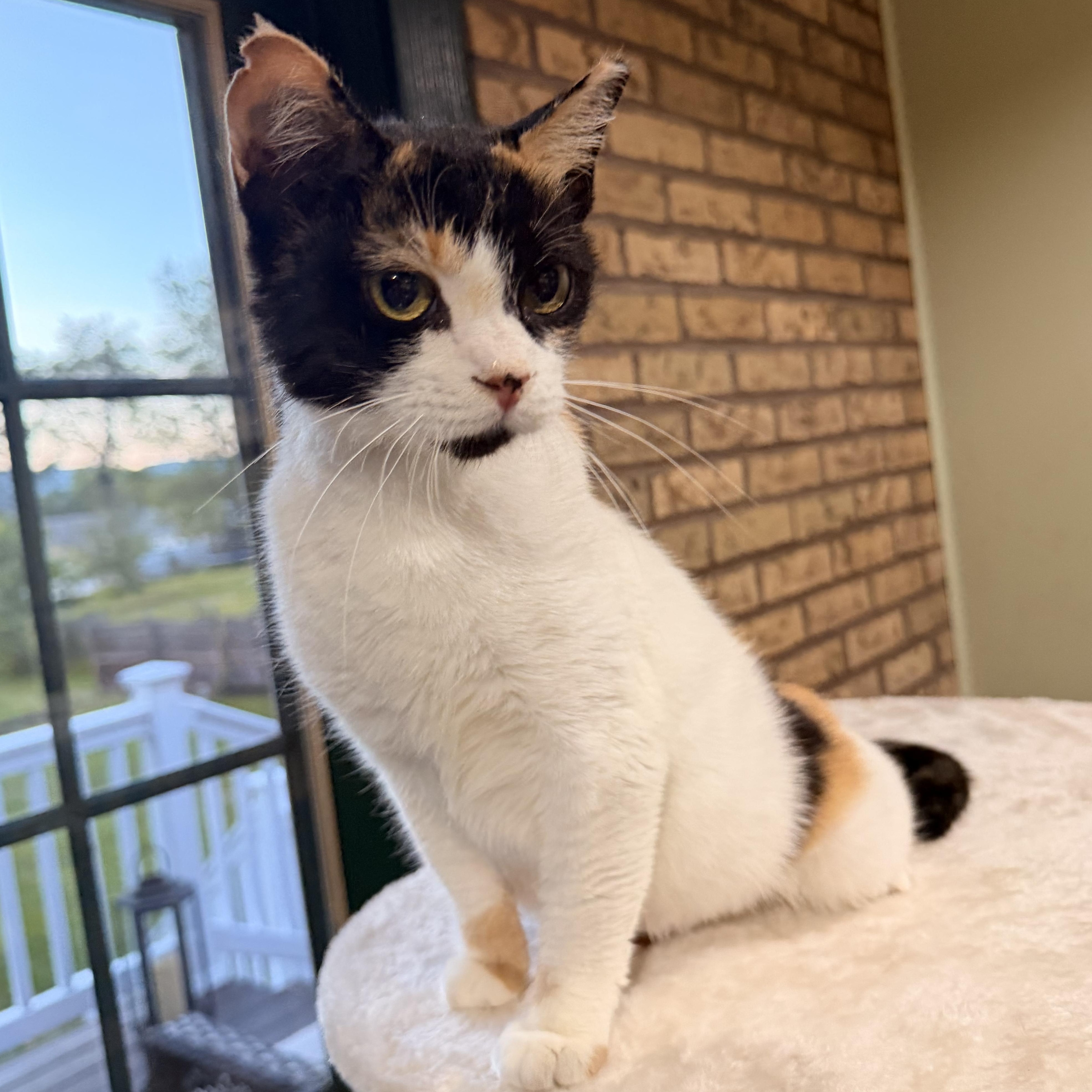 Bruschetta, a Adoptable Calico in Scranton, PA image 3/6