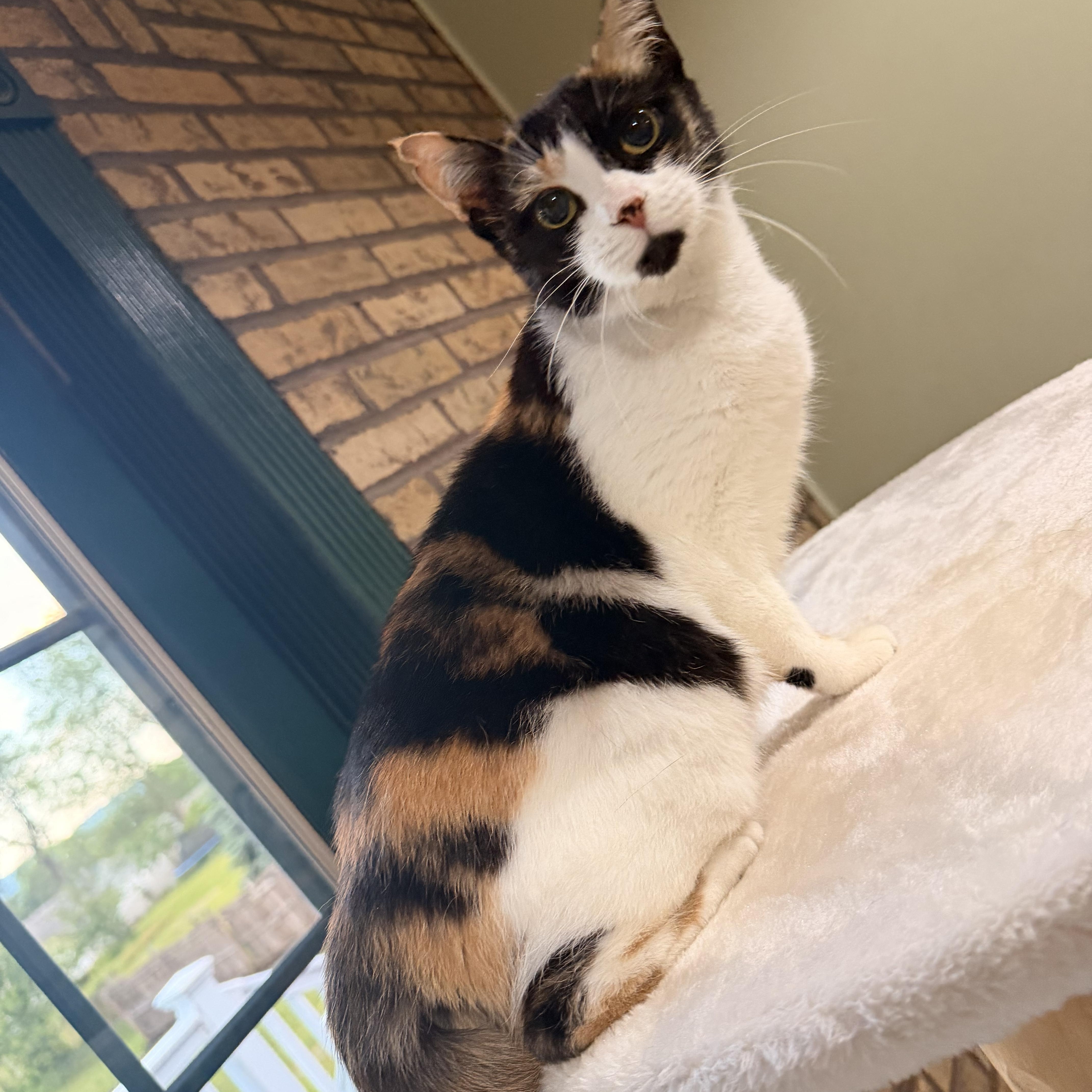 Bruschetta, a Adoptable Calico in Scranton, PA image 5/6