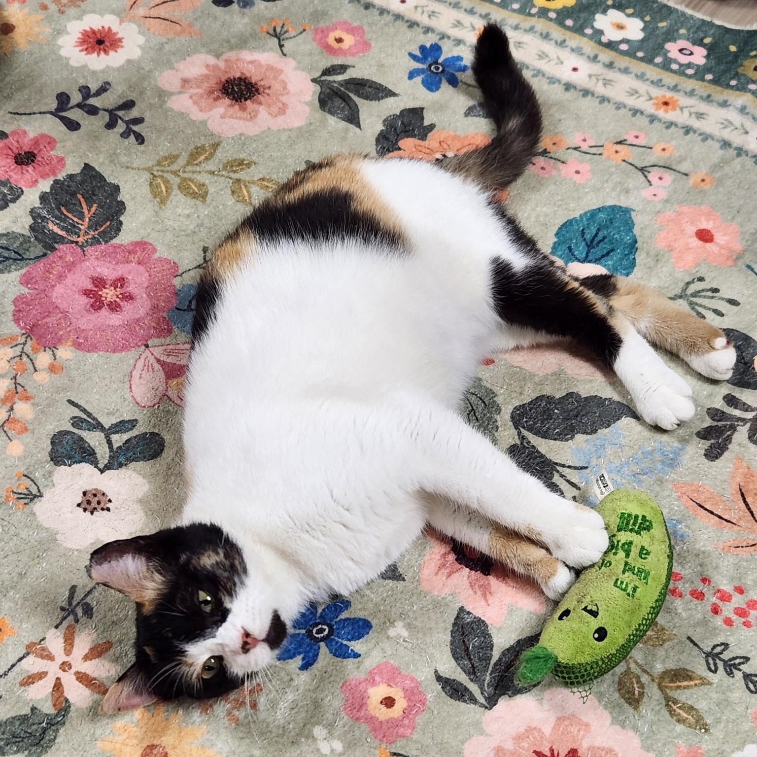 Bruschetta, a Adoptable Calico in Scranton, PA image 2/6