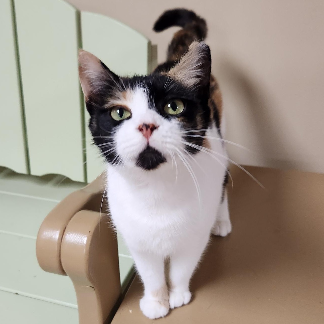 Bruschetta, a Adoptable Calico in Scranton, PA image 1/6