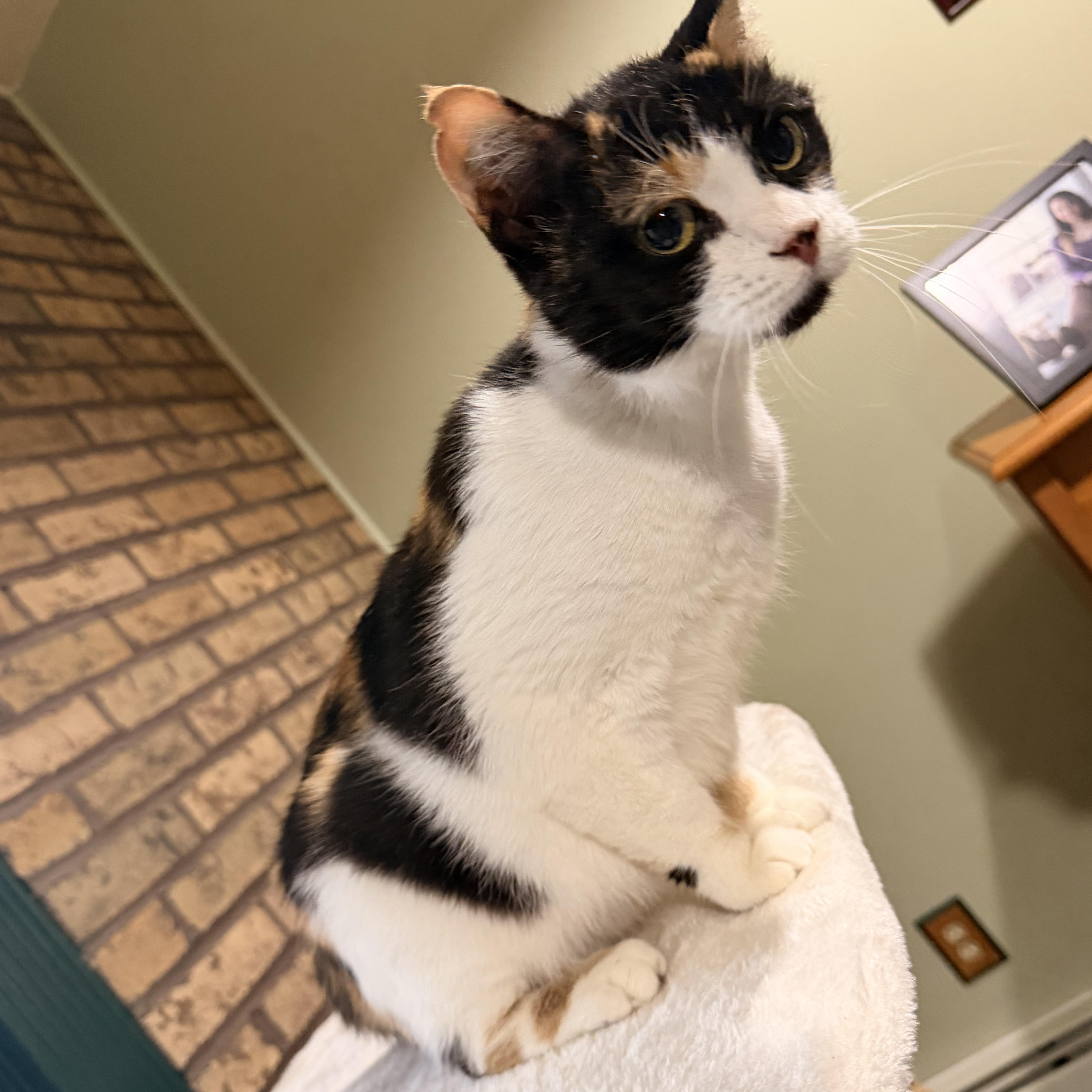 Bruschetta, a Adoptable Calico in Scranton, PA image 4/6