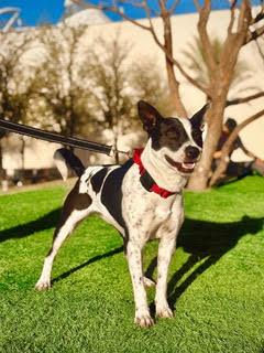 Enlarge SQUEAKY, a Adoptable mixed breed in Las Vegas, NV image 1/1