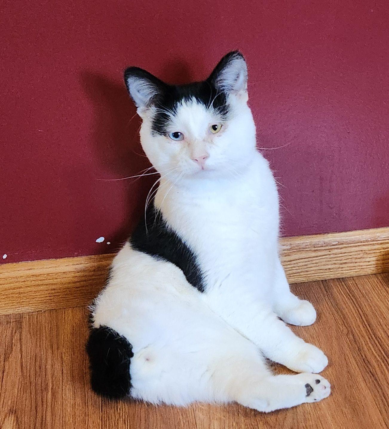 Enlarge EMERY, a Adoptable Domestic Short Hair in Grand Forks, ND image 1/4