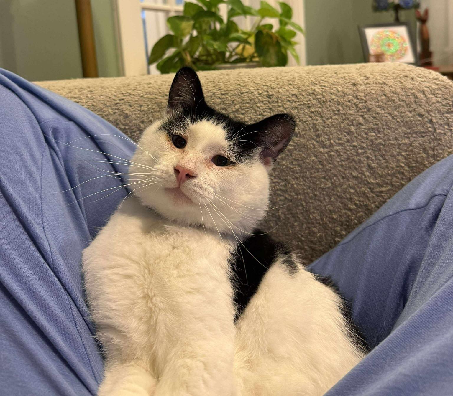 Enlarge EMERY, a Adoptable Domestic Short Hair in Grand Forks, ND image 2/4