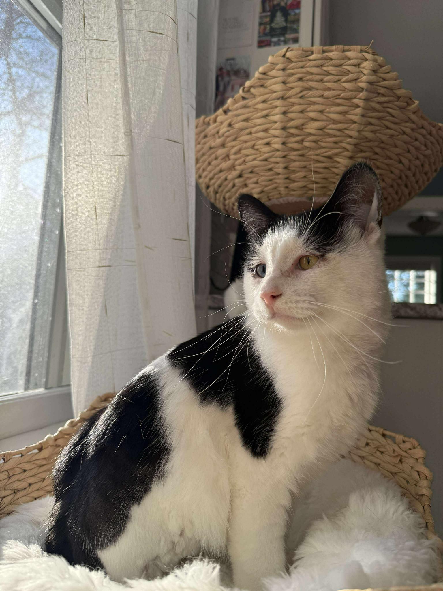 Enlarge EMERY, a Adoptable Domestic Short Hair in Grand Forks, ND image 3/4