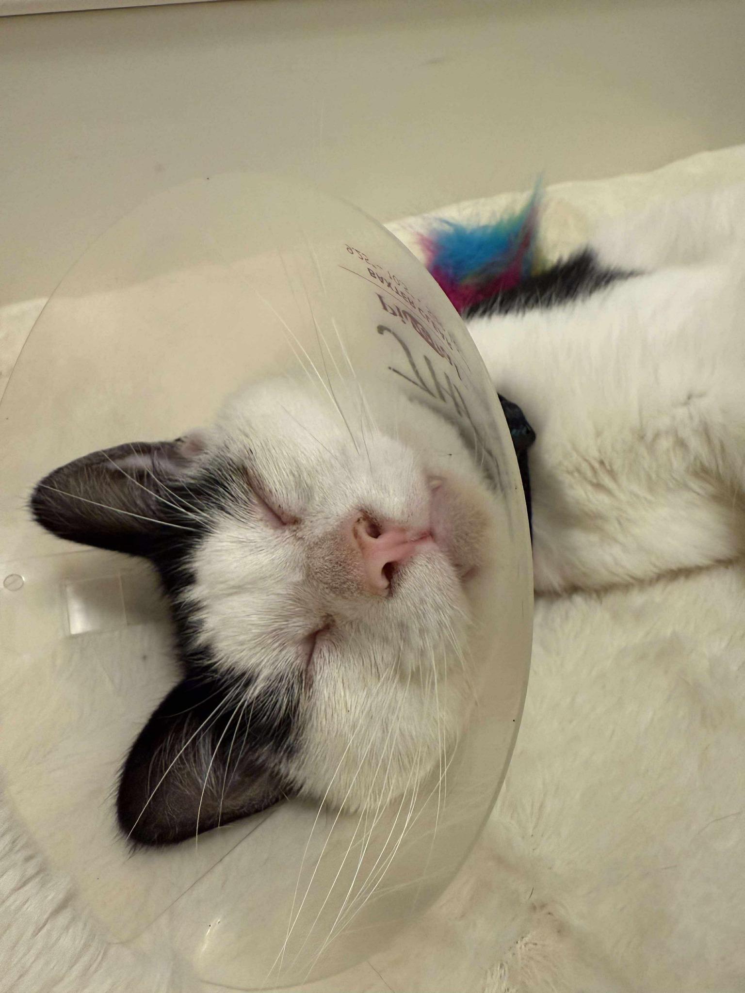 Enlarge EMERY, a Adoptable Domestic Short Hair in Grand Forks, ND image 4/4