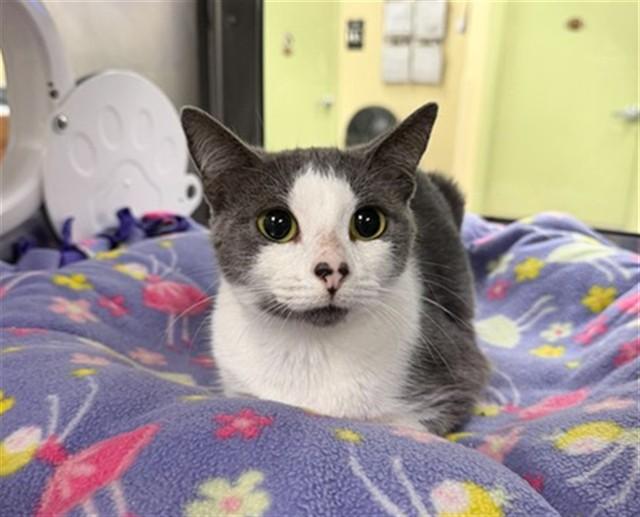 GUCCI, Adoptable, Young Female Domestic Short Hair.