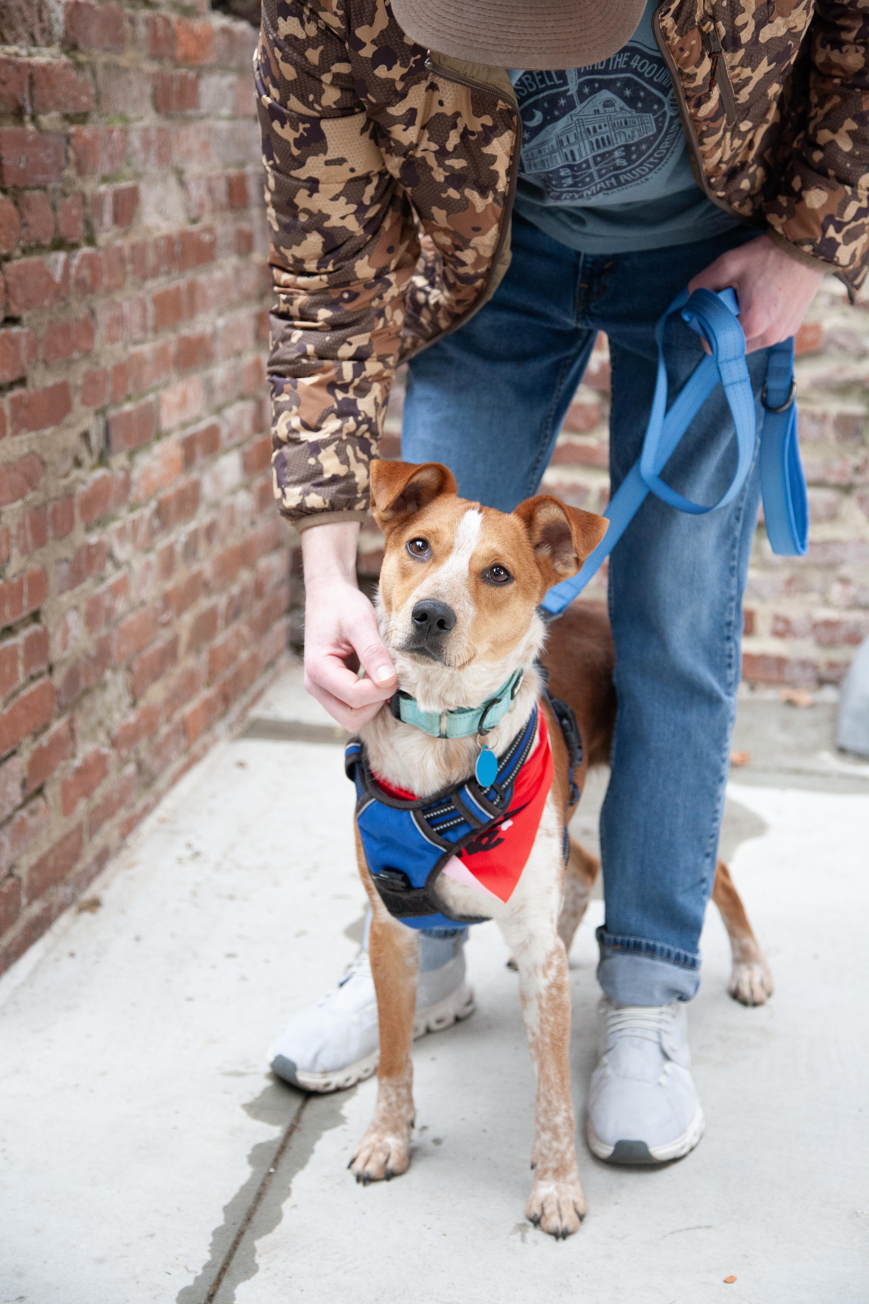 Enlarge Rudy, a ADOPTABLE mixed breed in Columbia, TN image 2/6