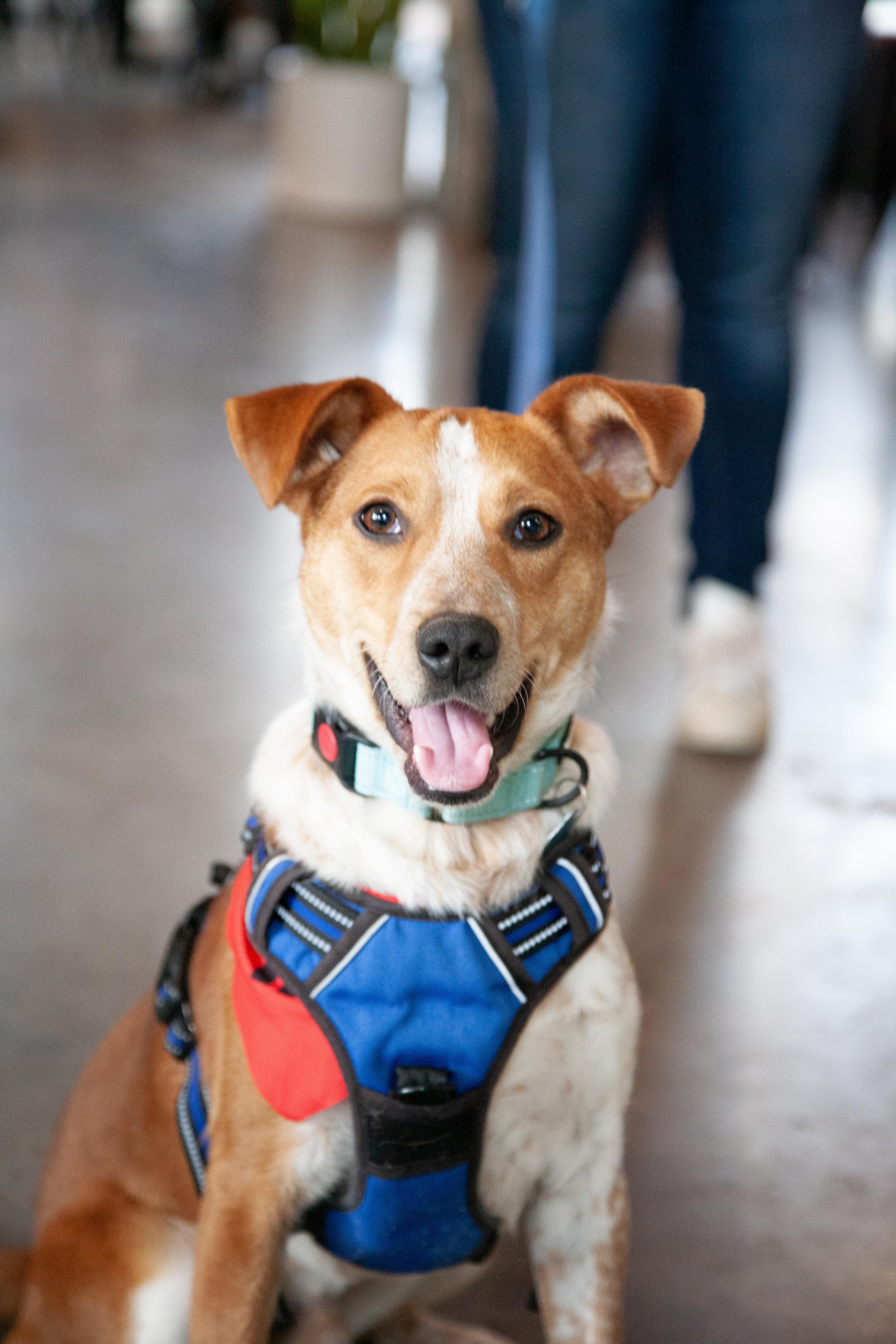 Rudy, ADOPTABLE, Young Male Australian Cattle Dog / Blue Heeler.