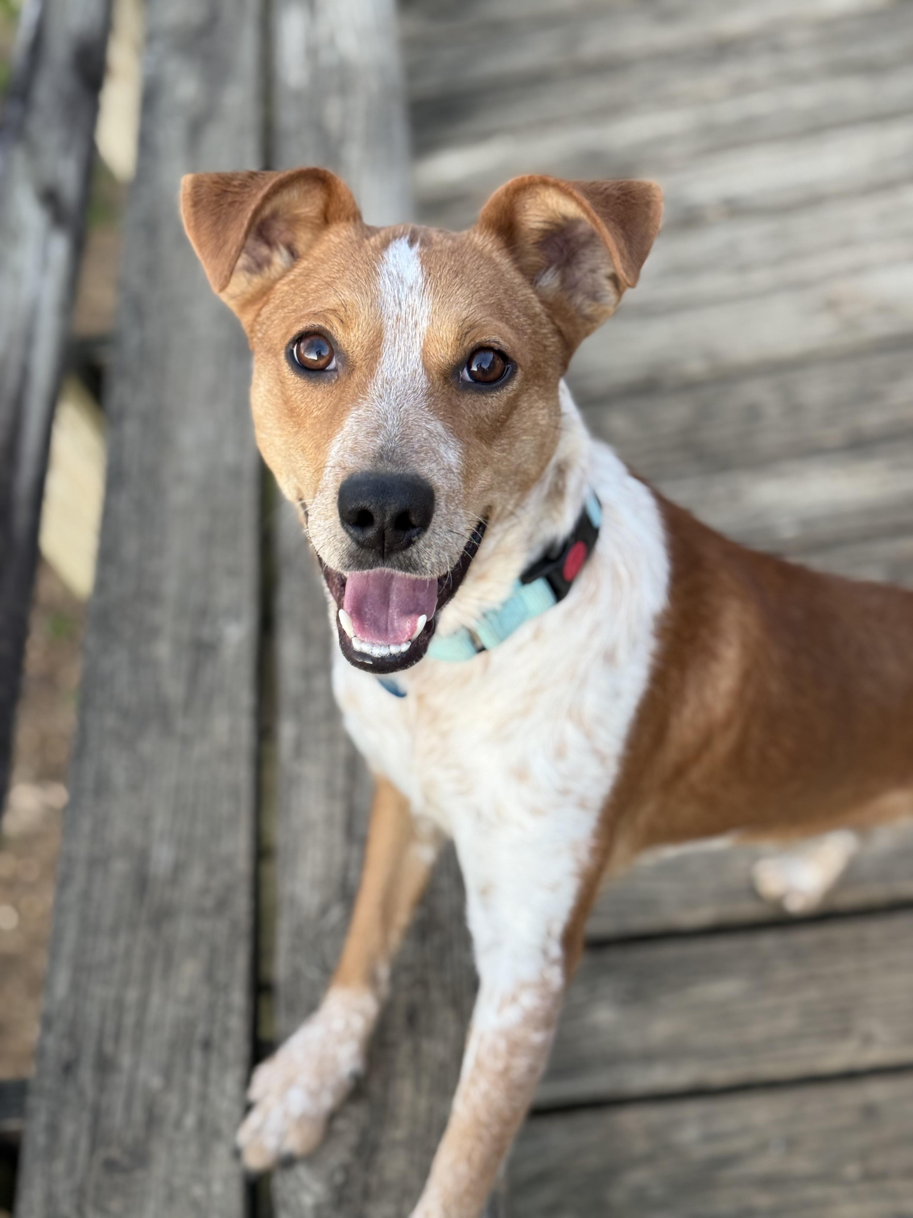 Enlarge Rudy, a ADOPTABLE mixed breed in Columbia, TN image 5/6