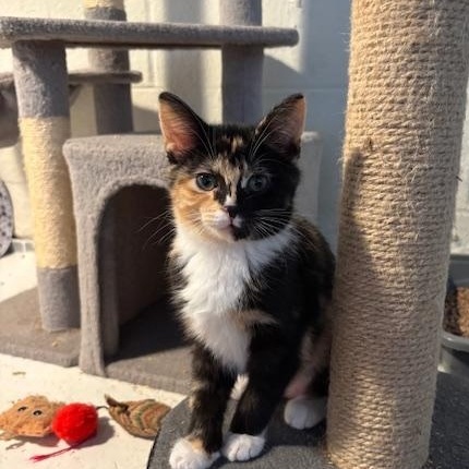Enlarge Astrid, an adopted Domestic Short Hair in Chambersburg, PA image 3/3