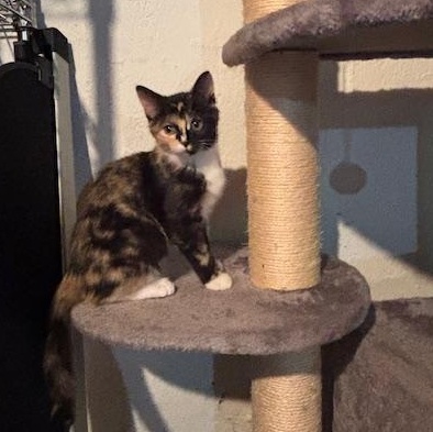 Enlarge Astrid, an adopted Domestic Short Hair in Chambersburg, PA image 2/3