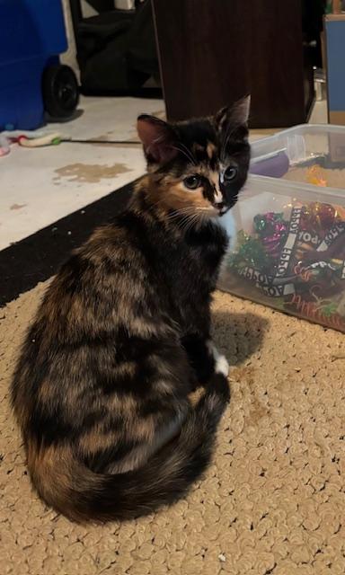 Astrid, adopted, Kitten Female Domestic Short Hair.