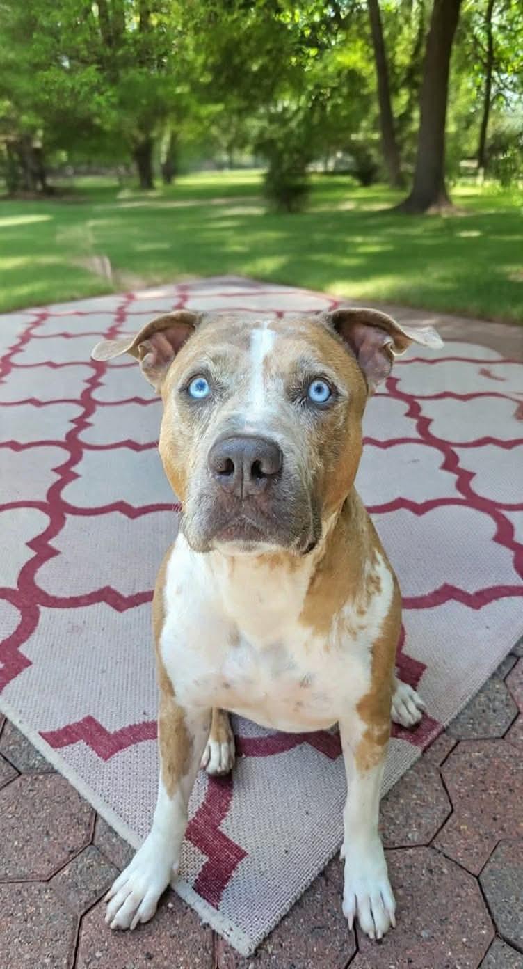 Rune, a Adoptable Pit Bull Terrier in Westwood, NJ image 2/3