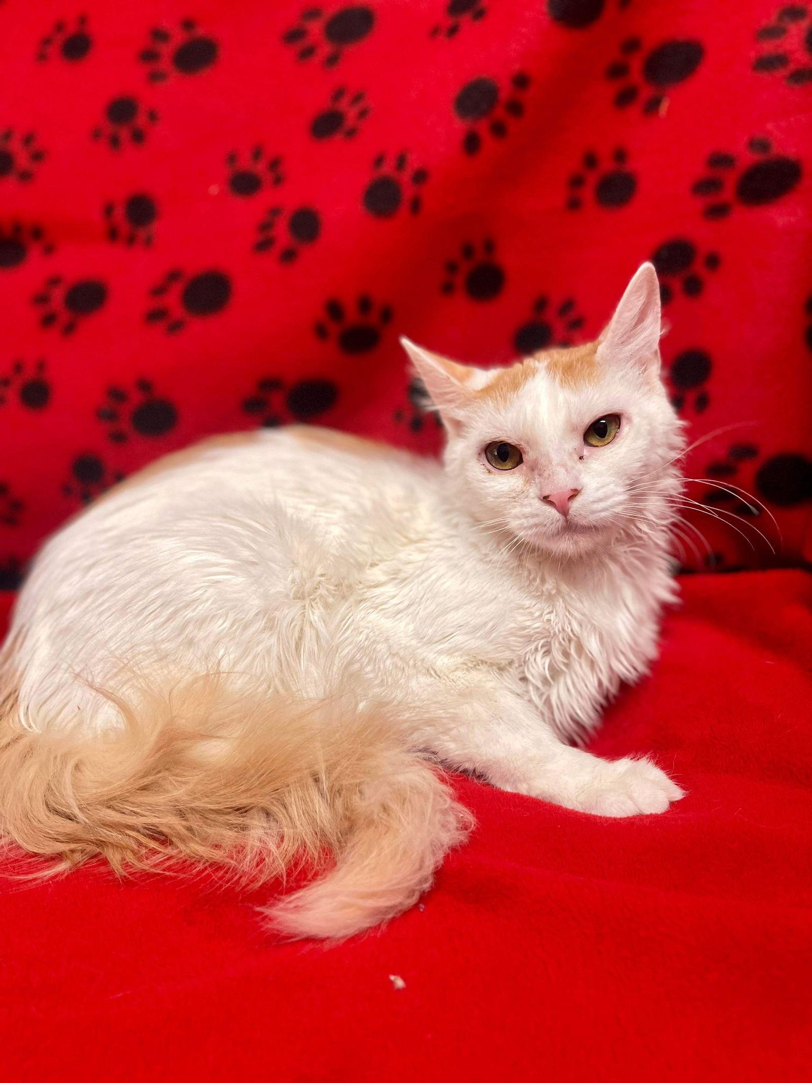 Enlarge Squid, a Adoptable Domestic Medium Hair in El Centro, CA image 1/2