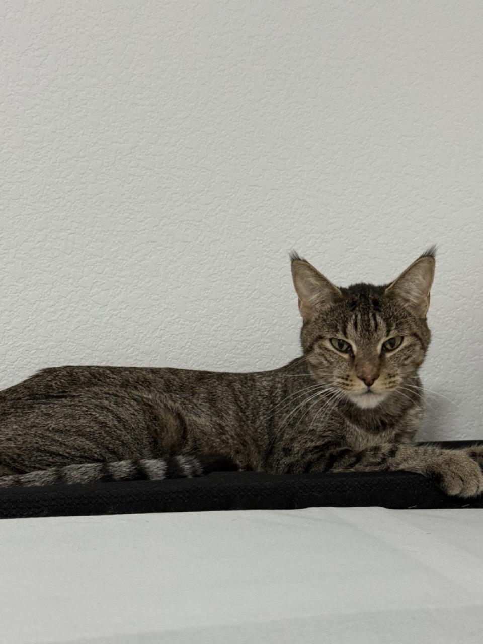 Virtue, Adoptable, Young Female Domestic Short Hair.