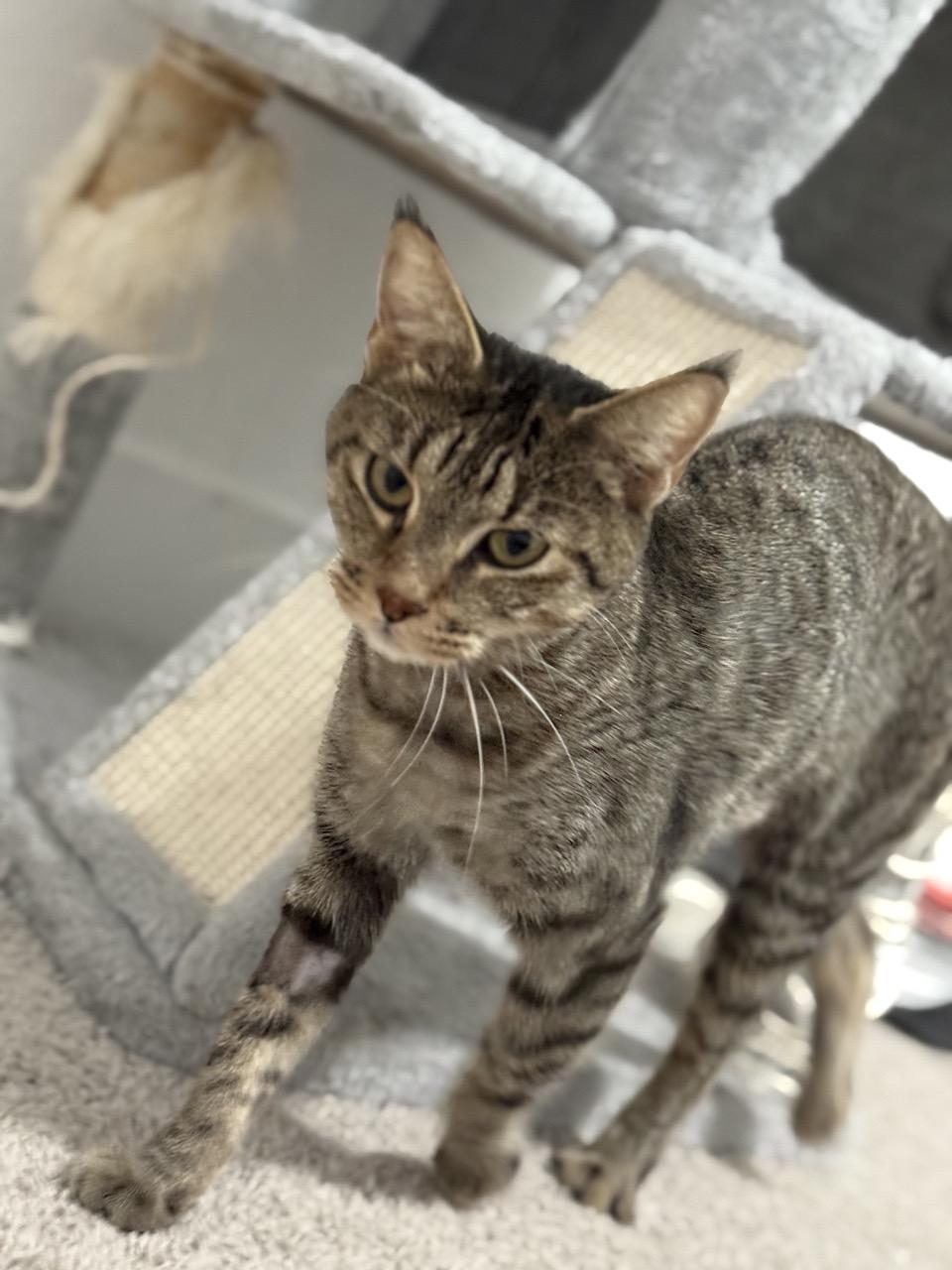 Virtue, a Adoptable Domestic Short Hair in Las Vegas, NV image 2/3