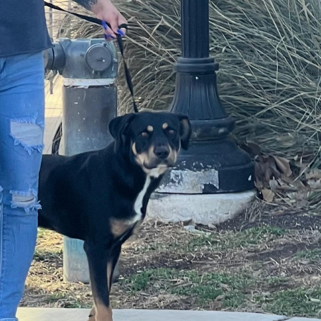 Zeus, Adoptable, Adult Male Rottweiler & Mixed Breed.