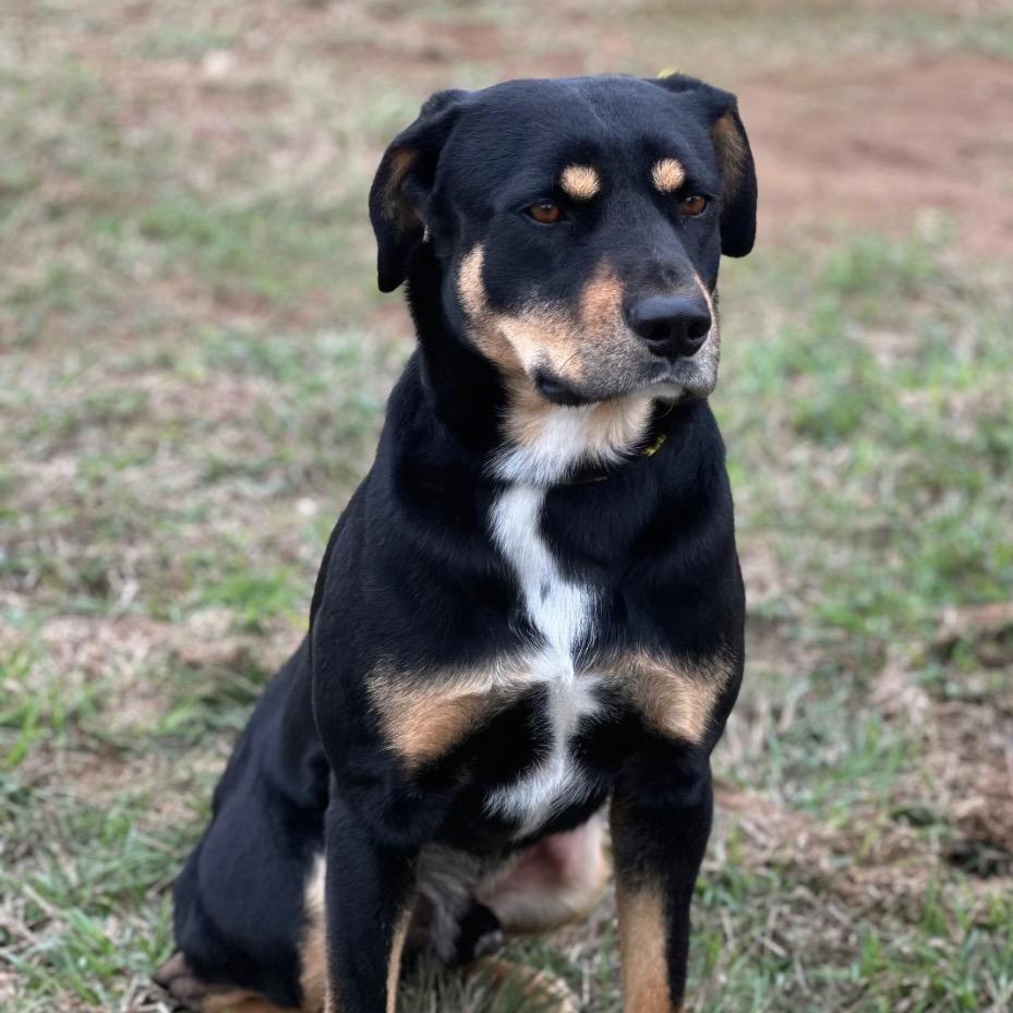 Zeus, a Adoptable mixed breed in Hagerstown, MD image 2/3