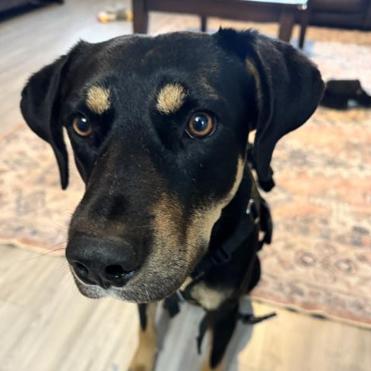 Zeus, a Adoptable mixed breed in Hagerstown, MD image 3/3