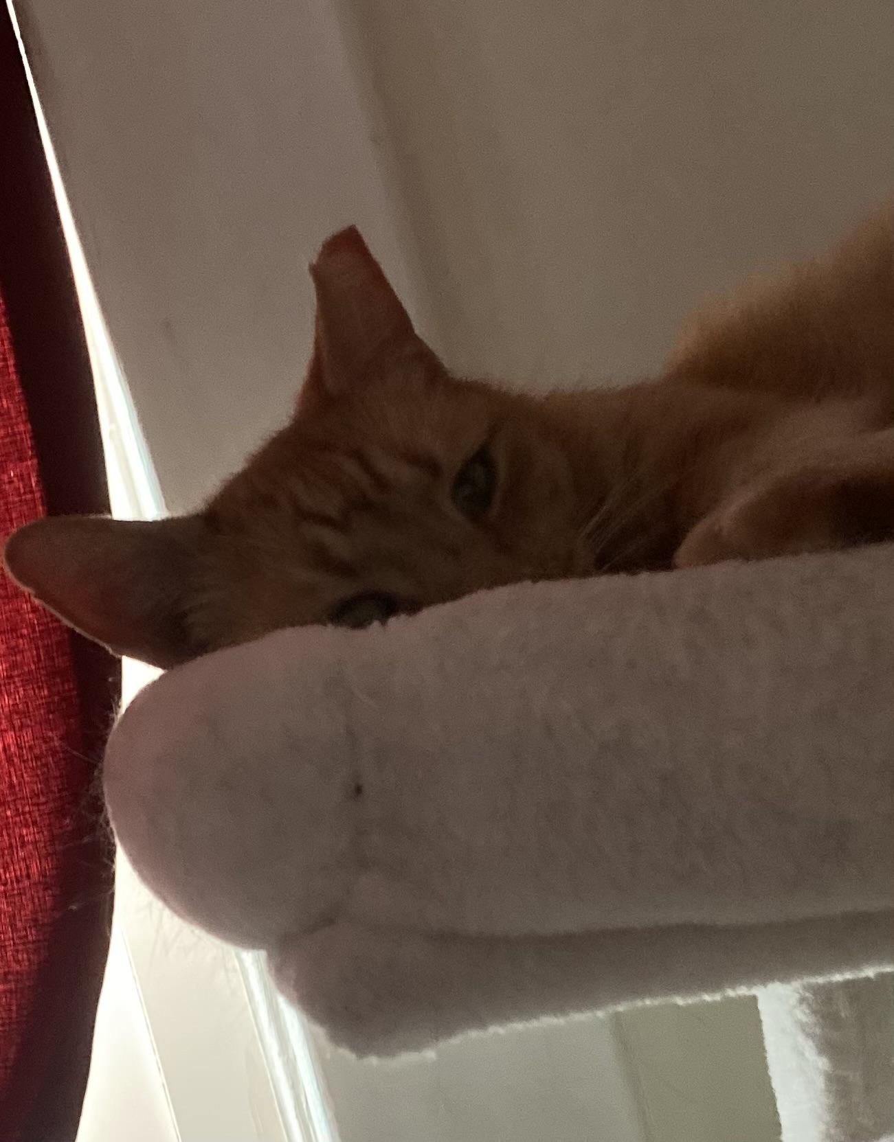 John Vincent AKA Jack, Young Male Domestic Short Hair
