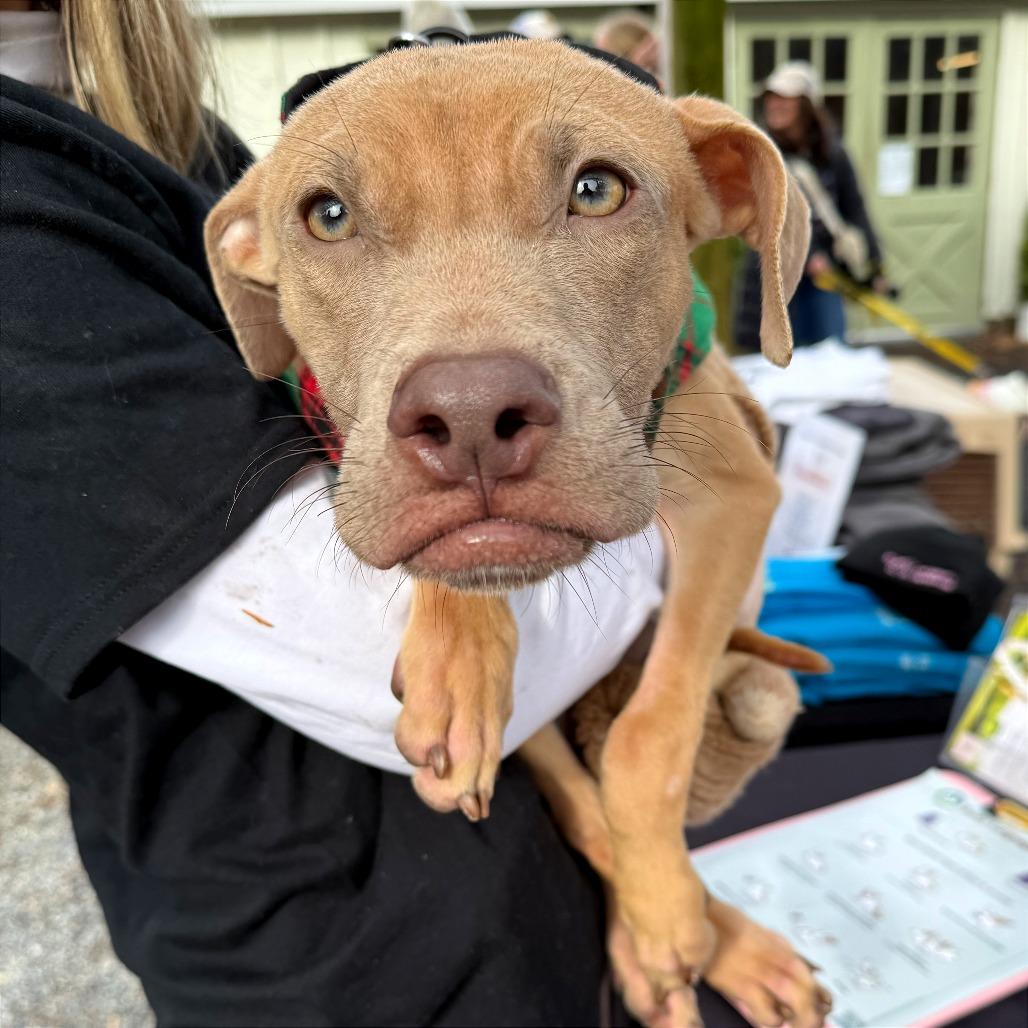 Wyatt, a Adoptable mixed breed in West Chester, PA image 1/4