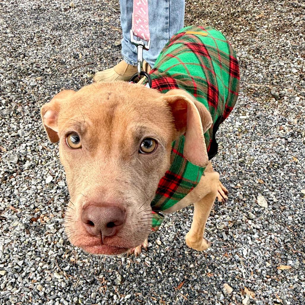 Wyatt, a Adoptable mixed breed in West Chester, PA image 4/4