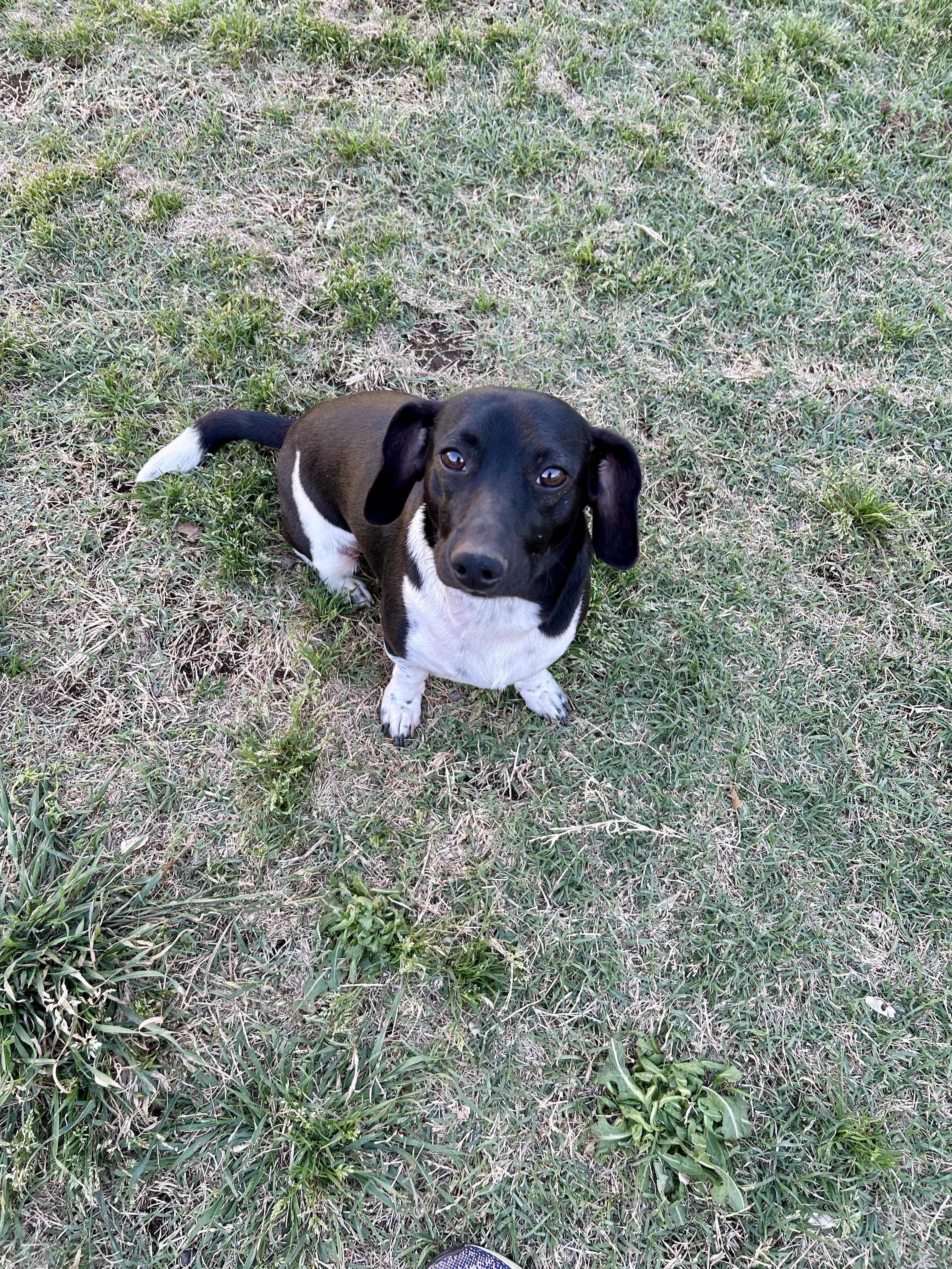 Enlarge Peanut , a ADOPTABLE mixed breed in Chickasha, OK image 2/2