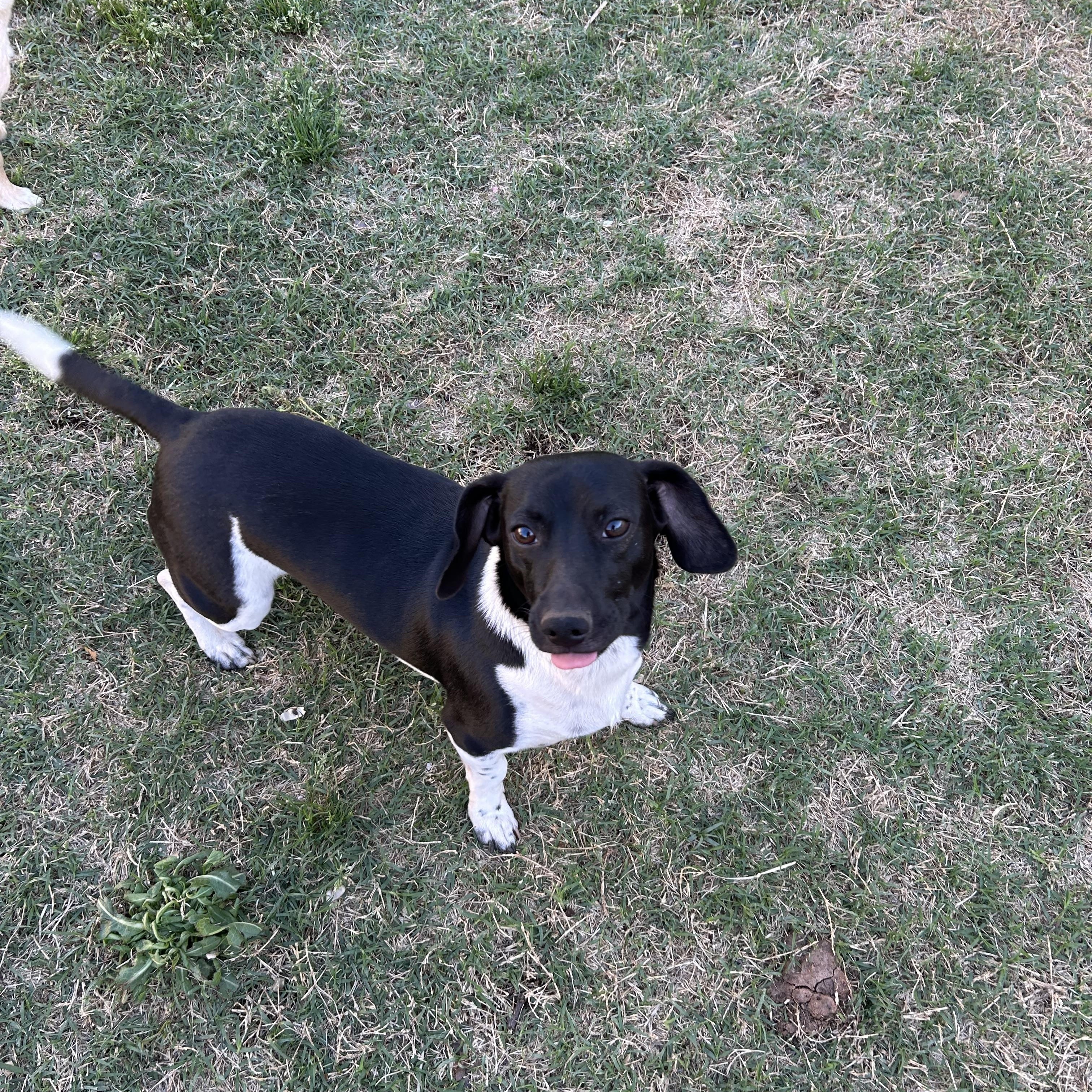 Peanut , ADOPTABLE, Adult Male Dachshund.