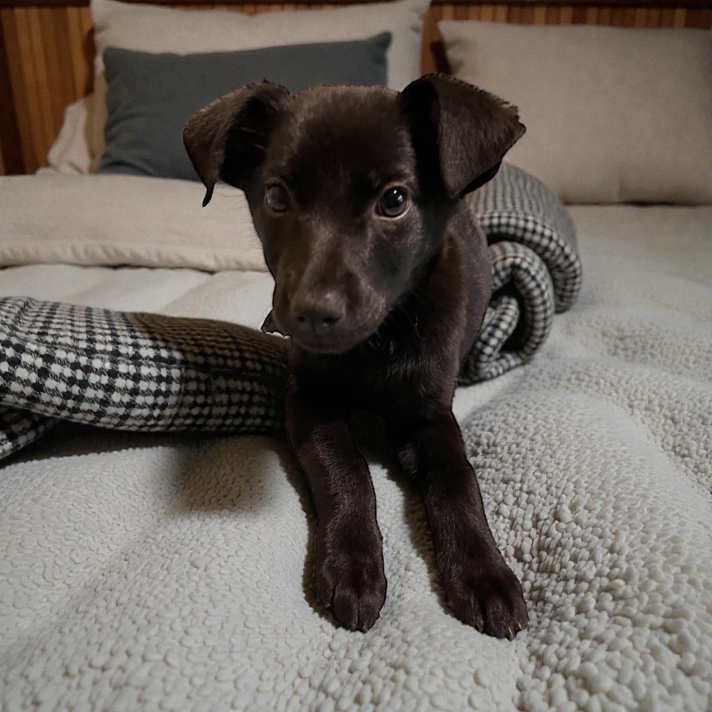 Midnight, ADOPTABLE, Puppy Female Shepherd.