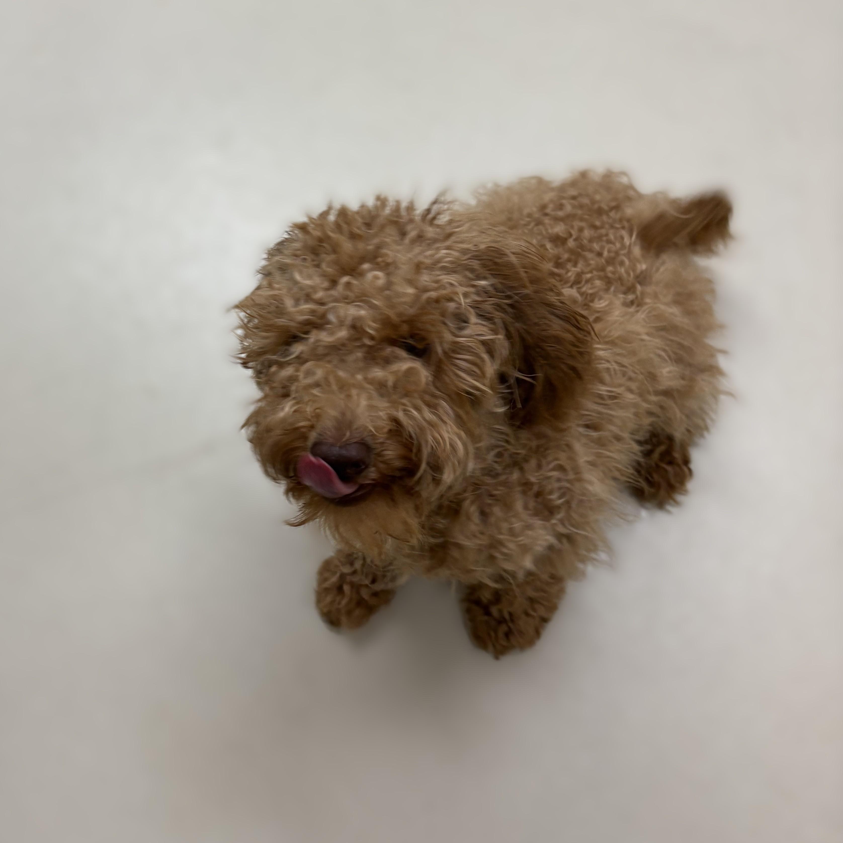 Enlarge Kairo- 53895, a Adopted Miniature Poodle in Columbia, MD image 2/4