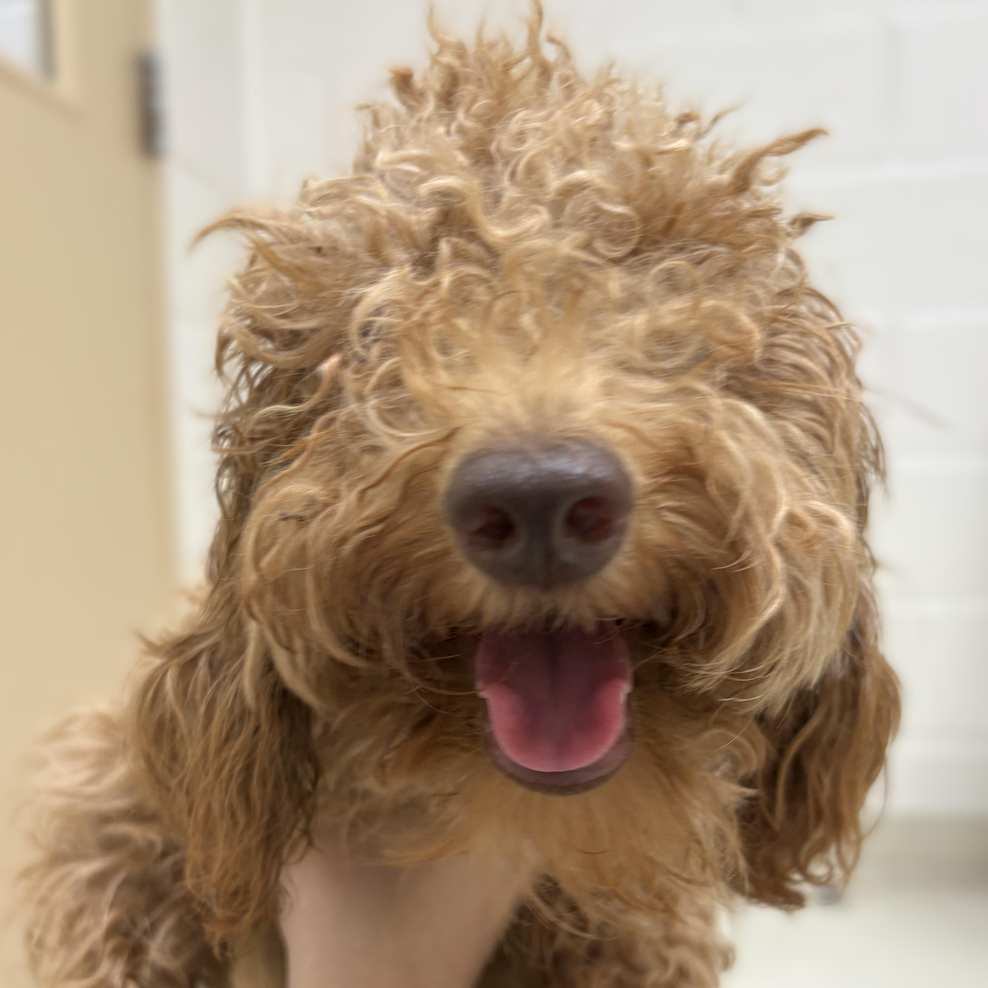 Enlarge Kairo- 53895, a Adopted Miniature Poodle in Columbia, MD image 4/4