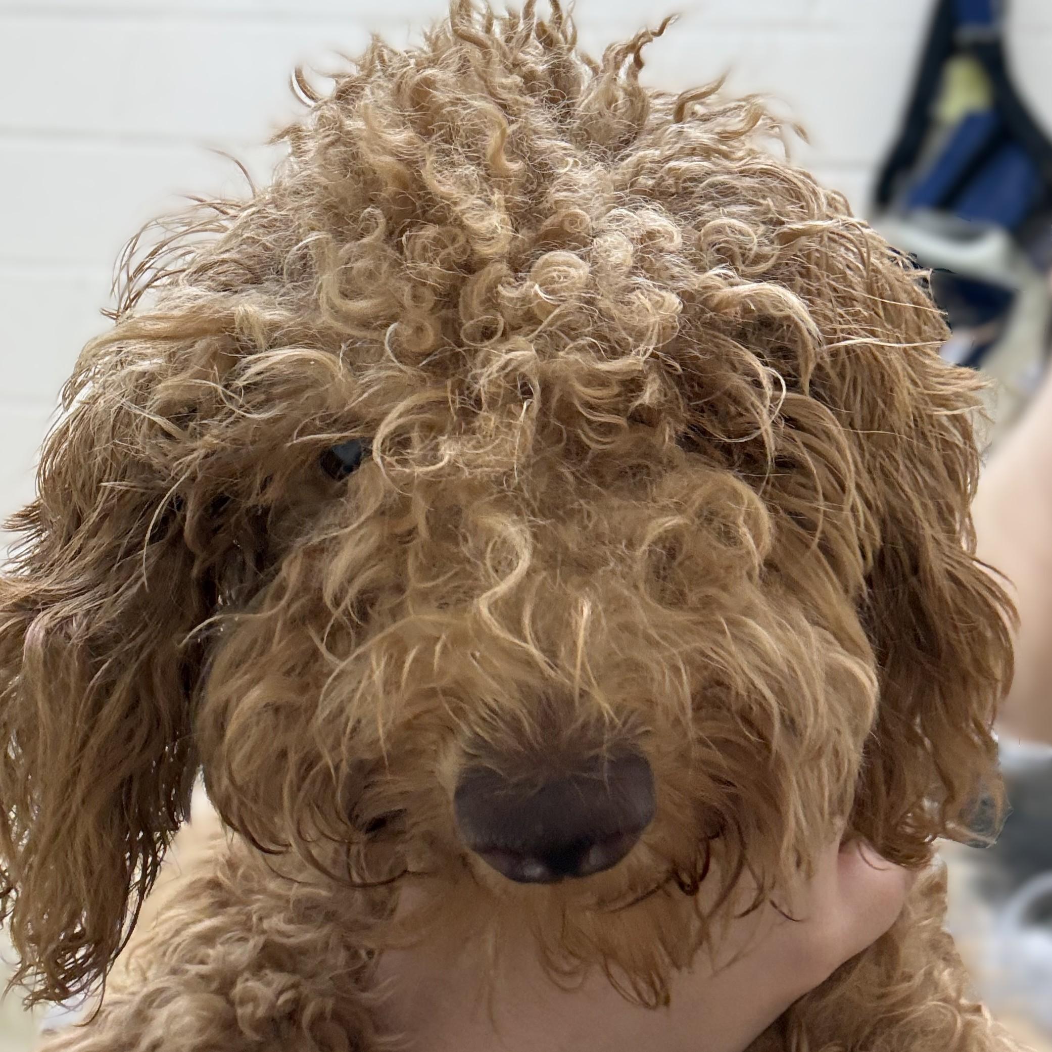 Kairo- 53895, Adopted, Young Female Miniature Poodle.