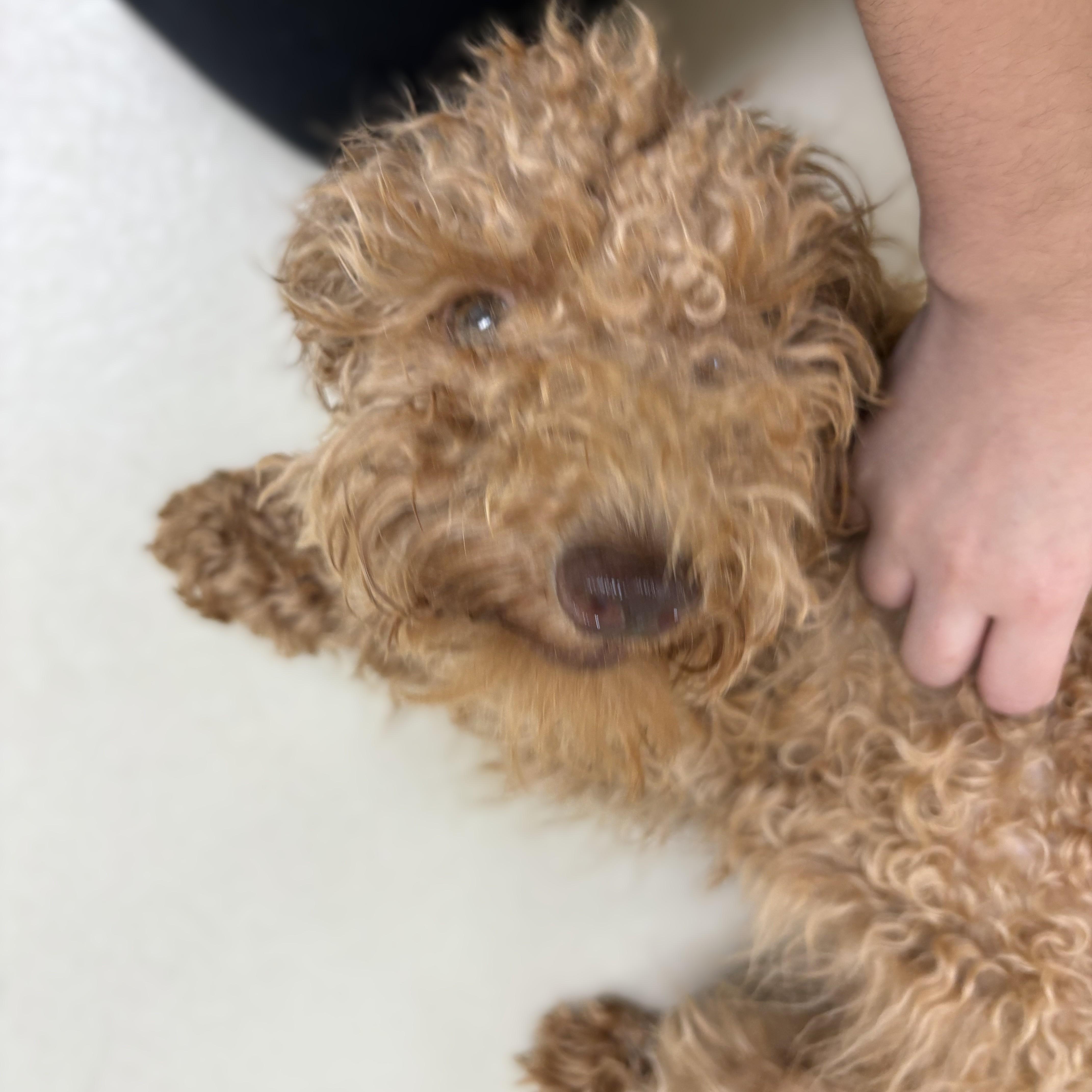Enlarge Kairo- 53895, a Adopted Miniature Poodle in Columbia, MD image 3/4