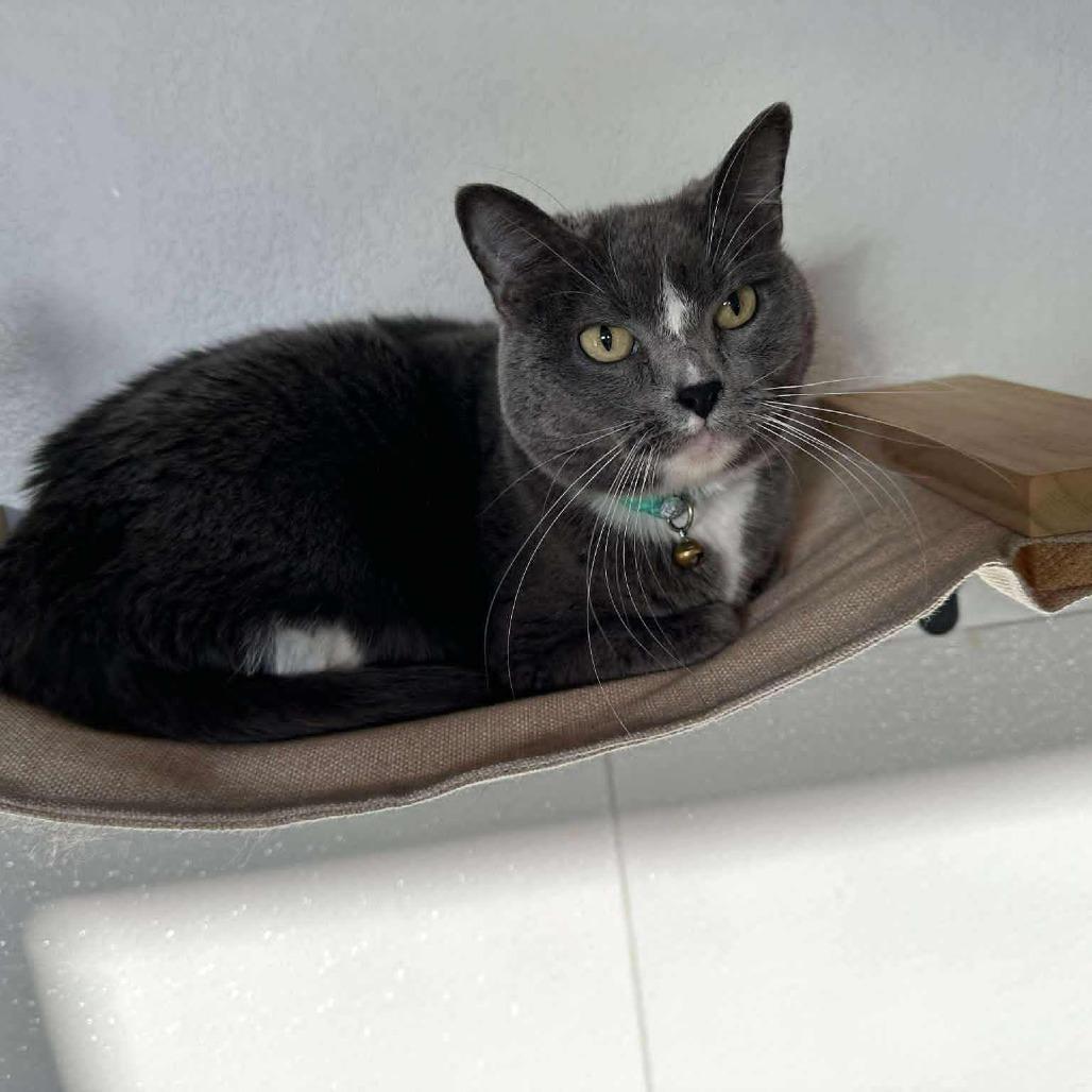 Socks, Adoptable, Adult Female Domestic Short Hair.