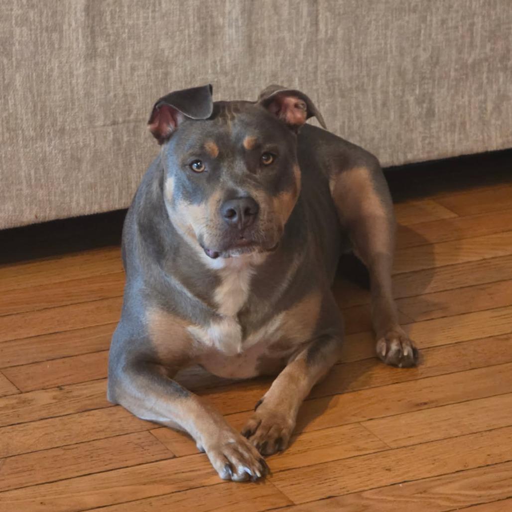 Enlarge Freyja - Courtesy Listing, a Adoptable American Bully in Attica, MI image 1/1