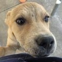 Zuul , ADOPTABLE, Puppy Male Australian Kelpie.