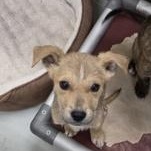 Zuul , ADOPTABLE, Puppy Male Australian Kelpie.