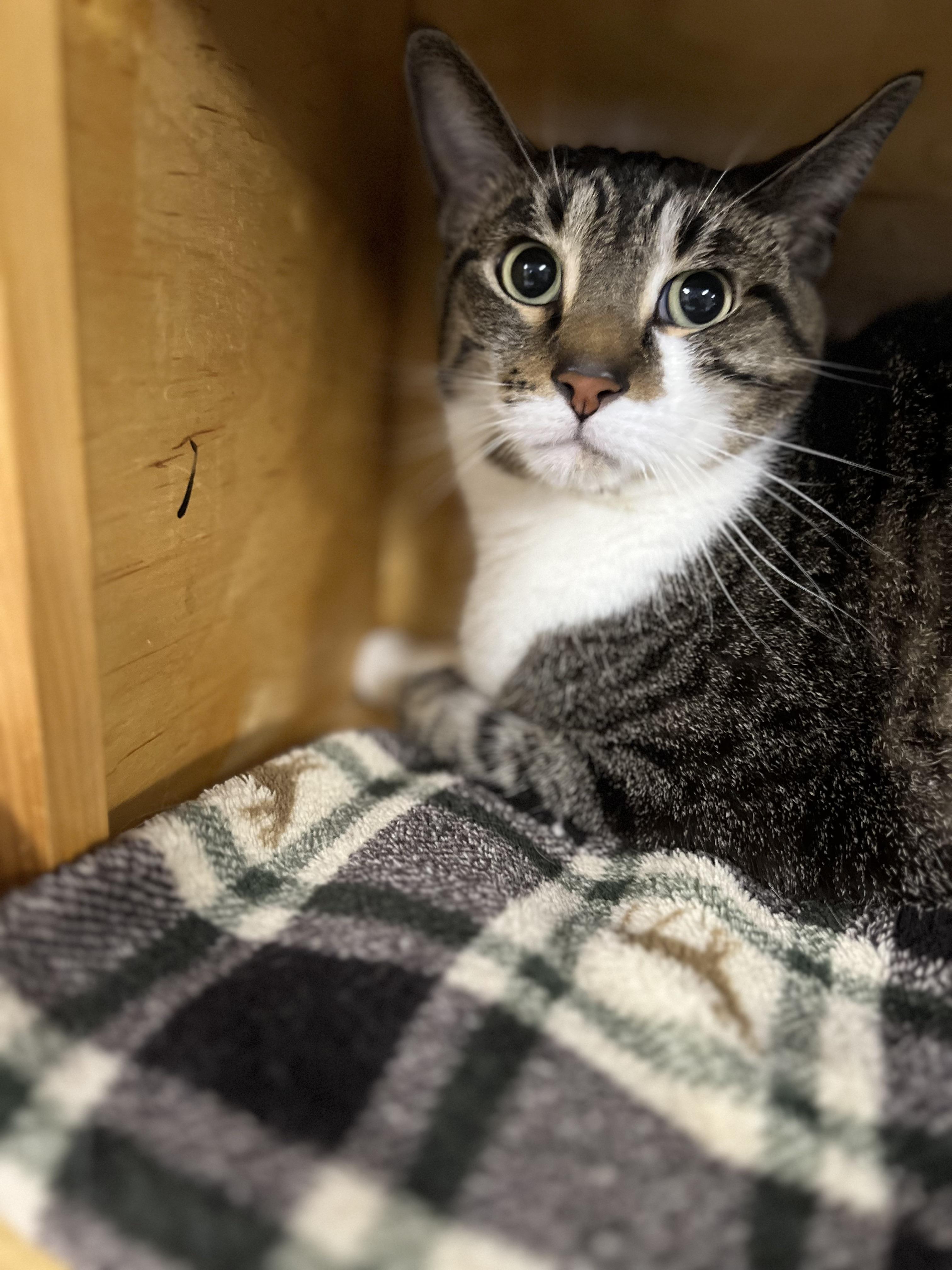 Simeon, an adoptable Domestic Short Hair in Holland, MI image 2/2