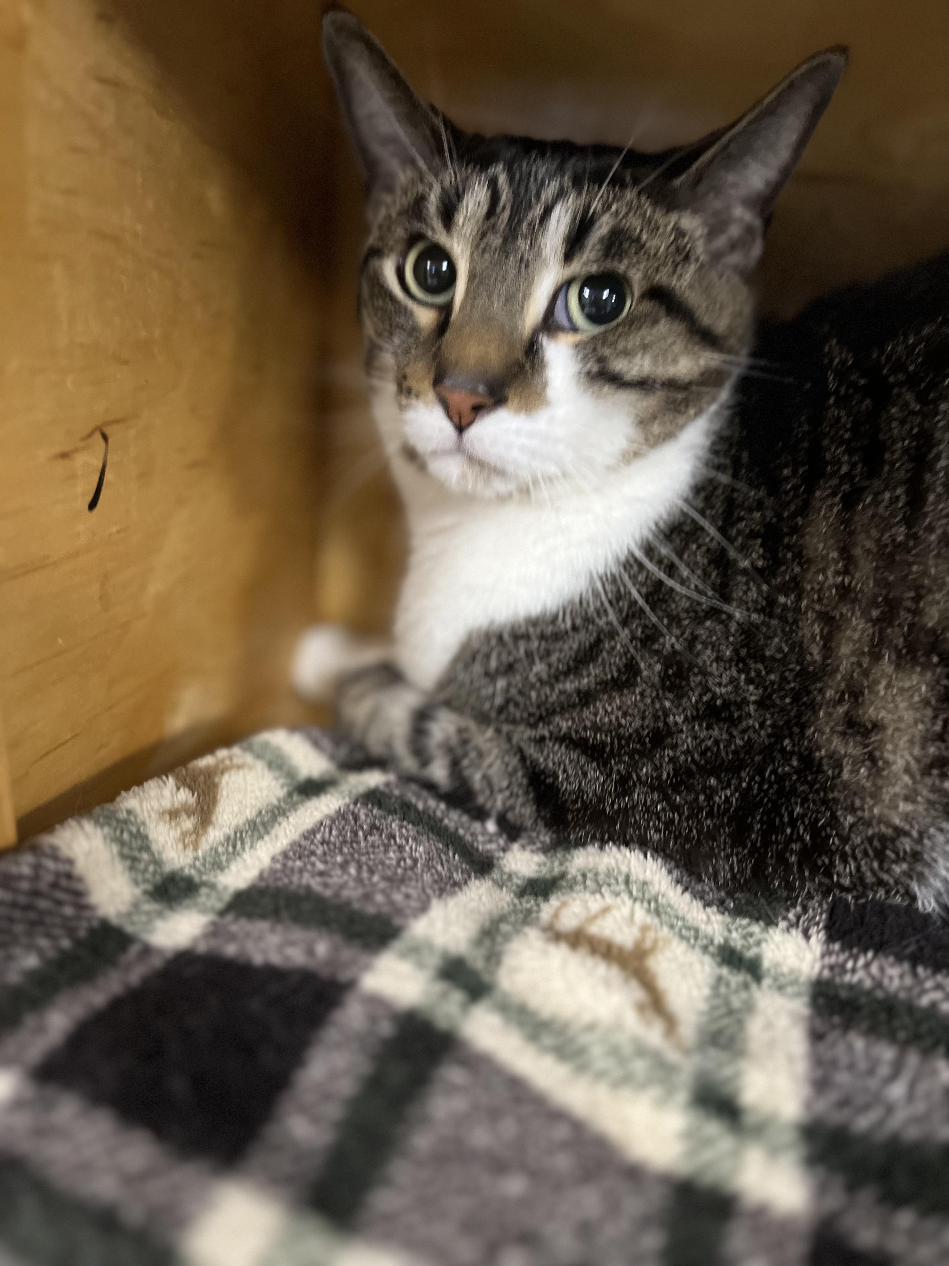 Simeon, ADOPTABLE, Adult Male Domestic Short Hair.